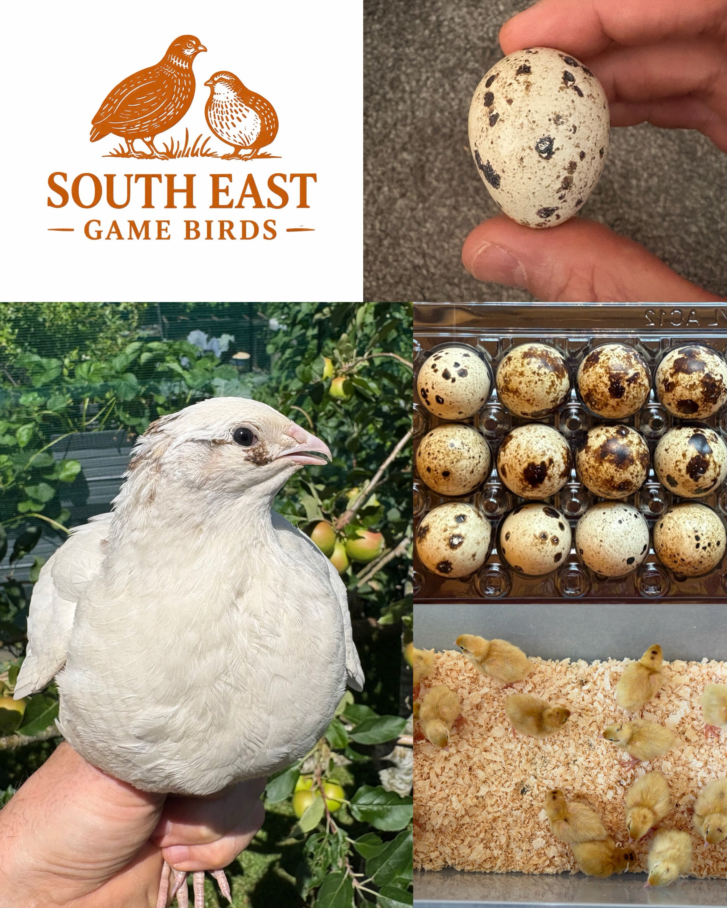 Jumbo English White Coturnix Quail Hatching Eggs x24