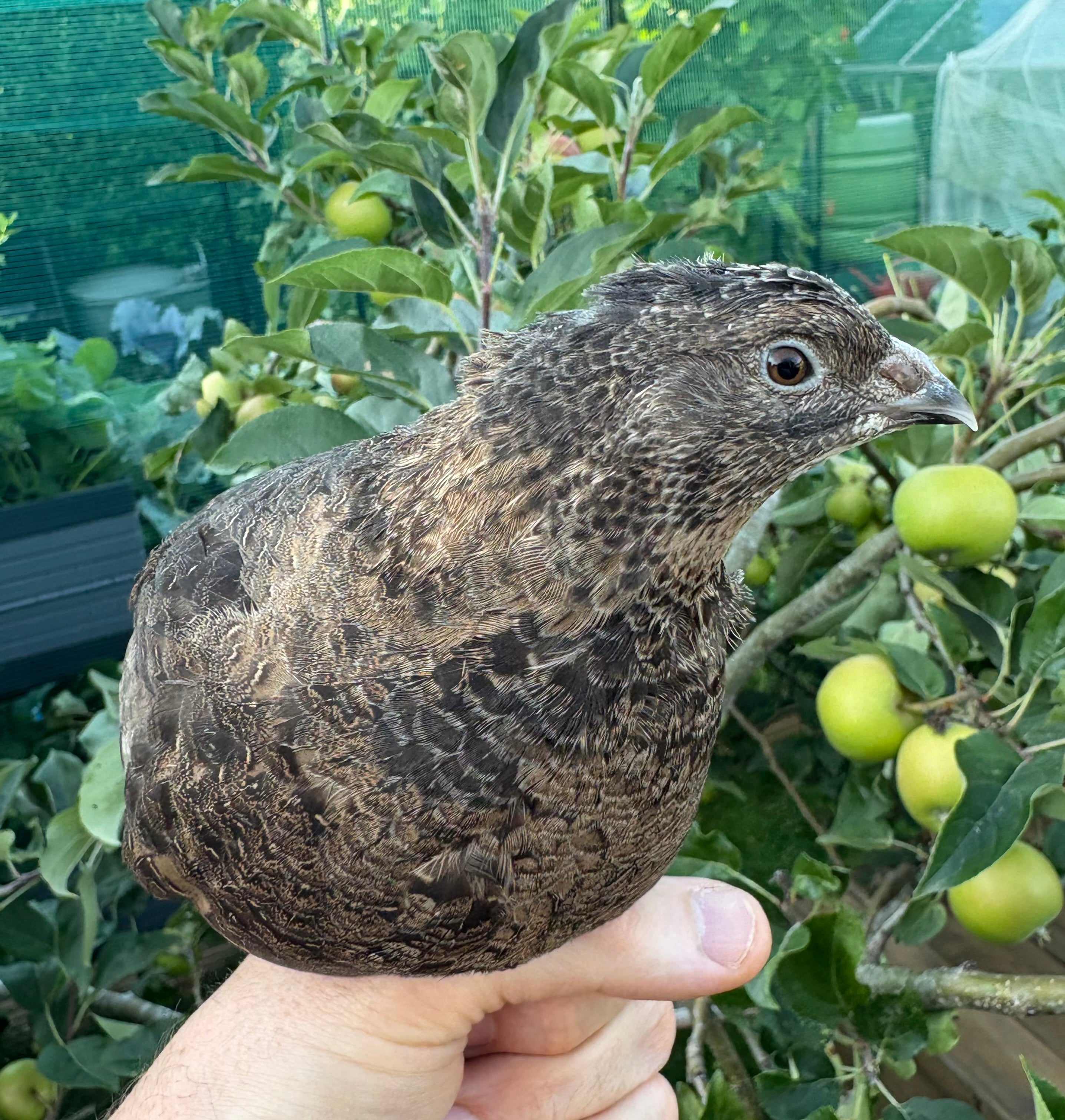 Grau Fee/Myrle/Black Coturnix Quail Hatching Eggs x12