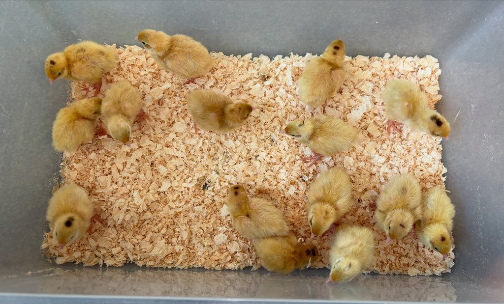 Jumbo English White Coturnix Quail Hatching Eggs x24