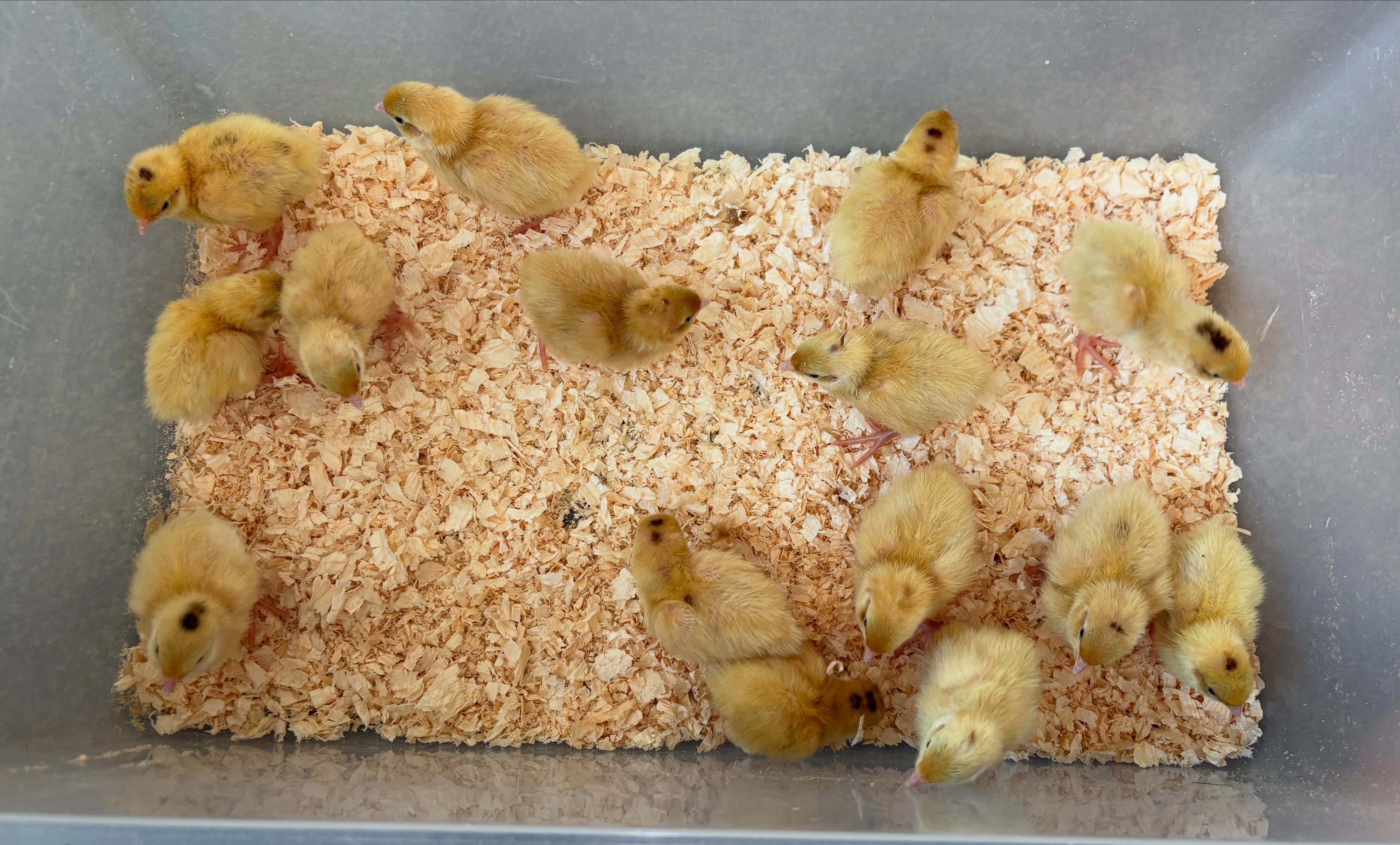 Jumbo English White Coturnix Quail Hatching Eggs x12