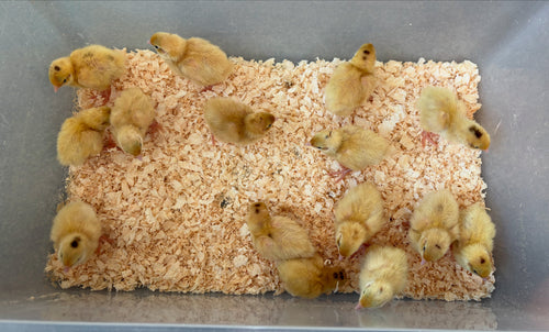 "Select Line" Jumbo English White Coturnix Quail Hatching Eggs