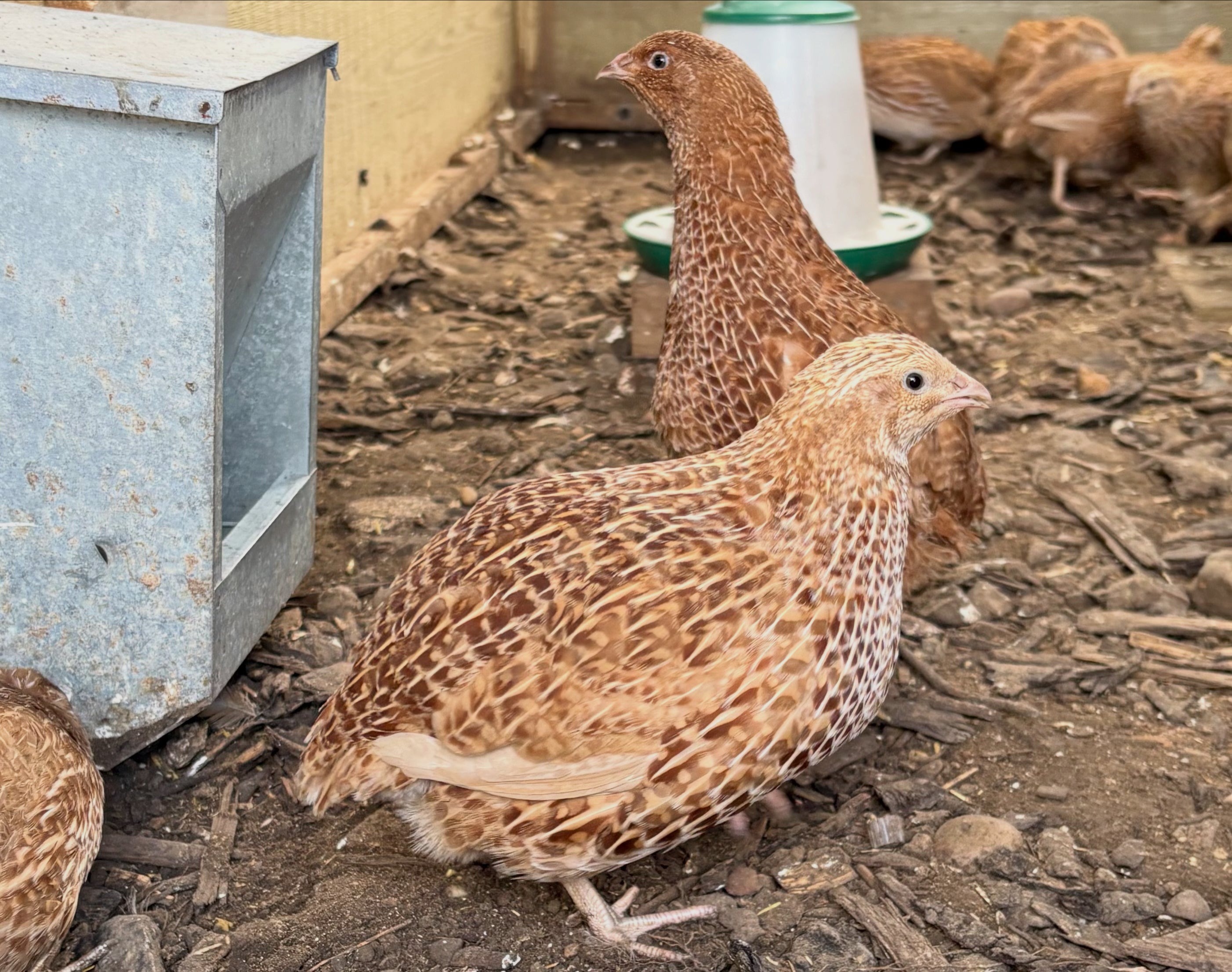 Ginger Coturnix Quail Hatching Eggs x12