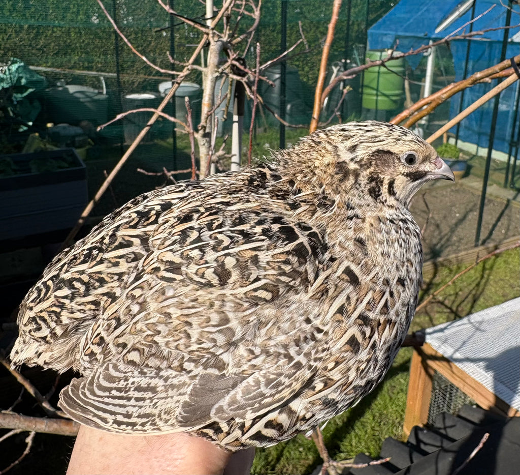 Pearl Fee/Sparkly Coturnix Quail Hatching Eggs x24