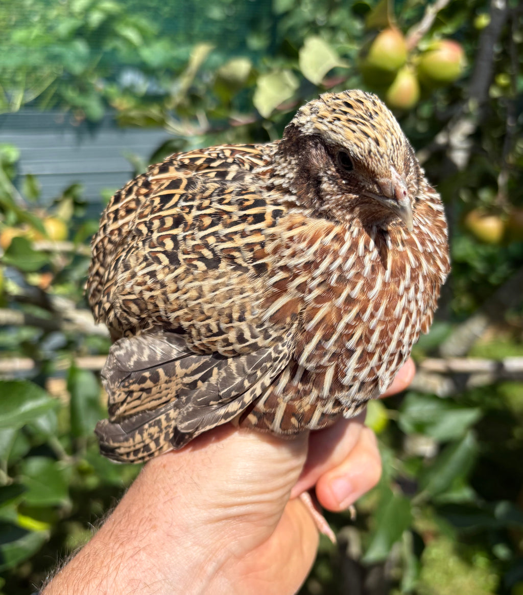 Fawn Sparkly Coturnix Quail Hatching Eggs
