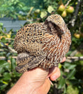 Fawn Sparkly Coturnix Quail Hatching Eggs x12