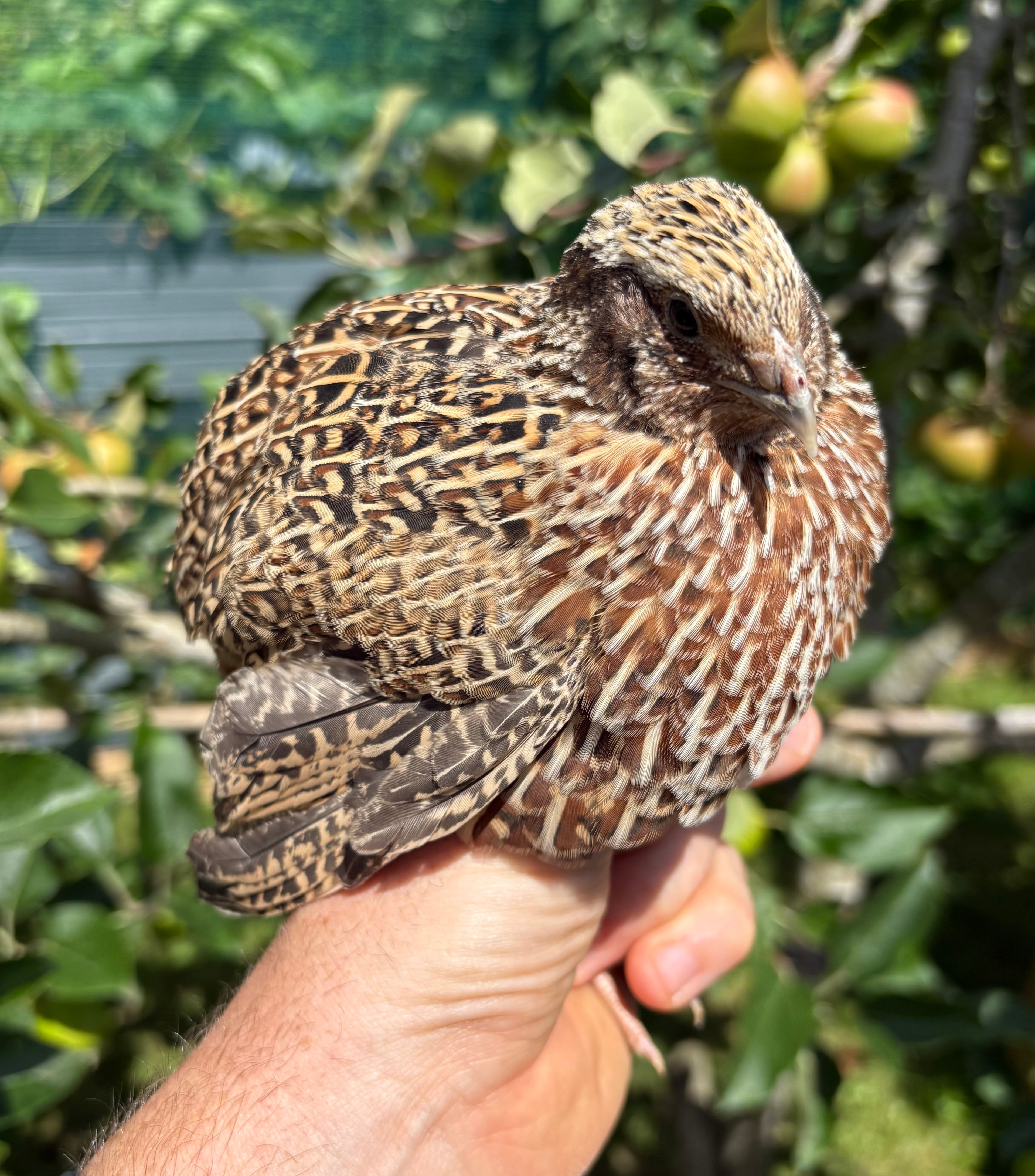 Fawn Sparkly Coturnix Quail Hatching Eggs x12
