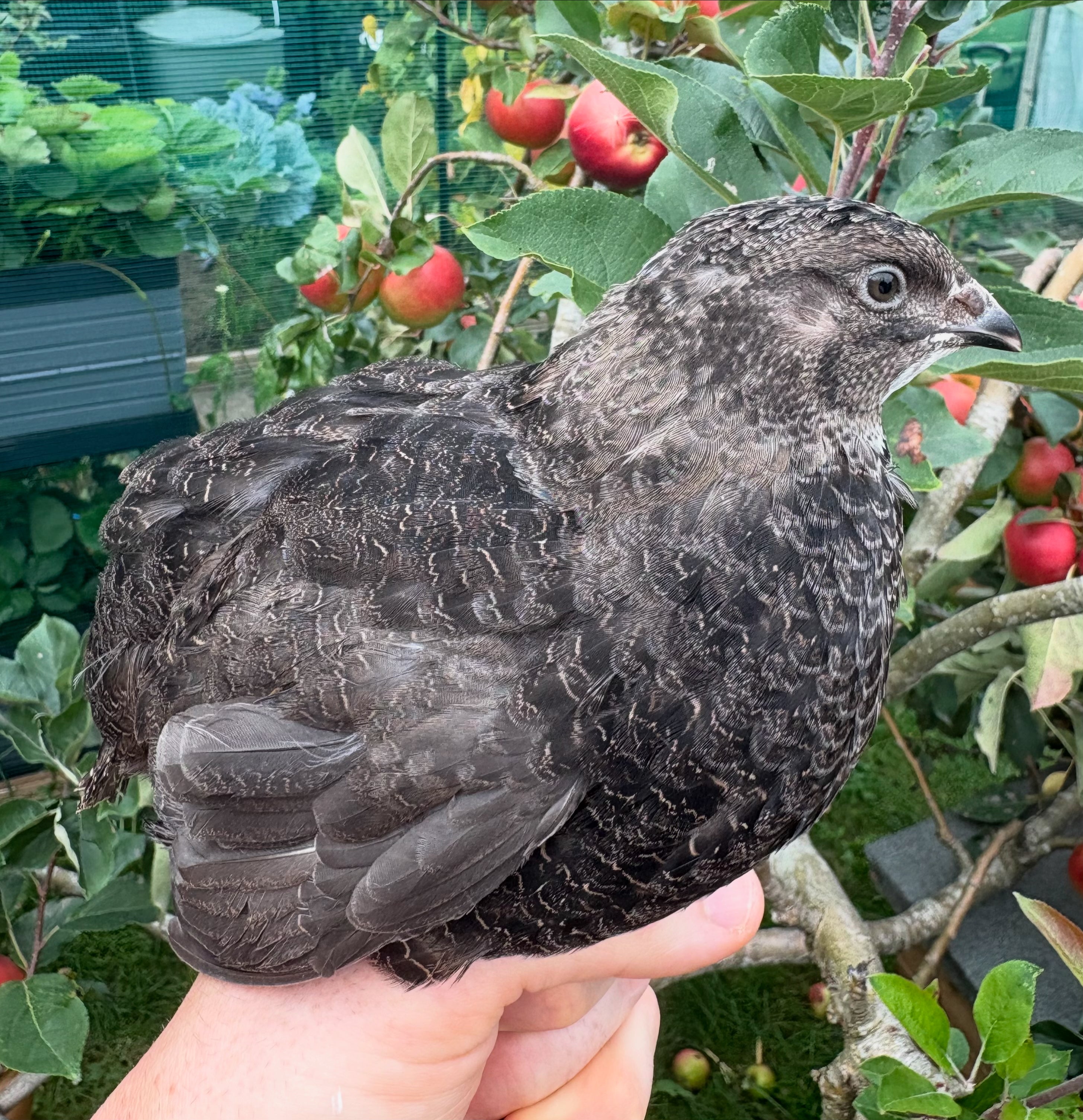 Grau Fee/Myrle/Black Coturnix Quail Hatching Eggs x12