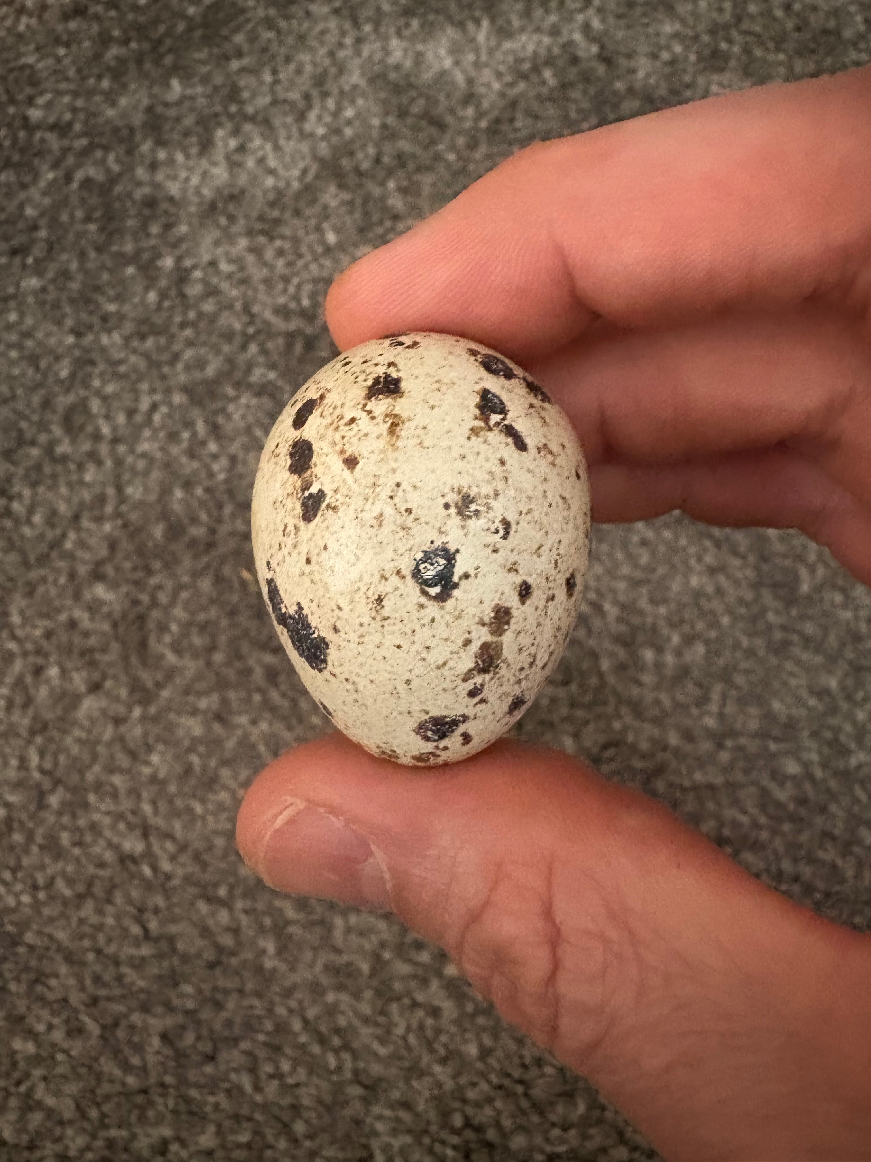 Jumbo English White Coturnix Quail Hatching Eggs x12