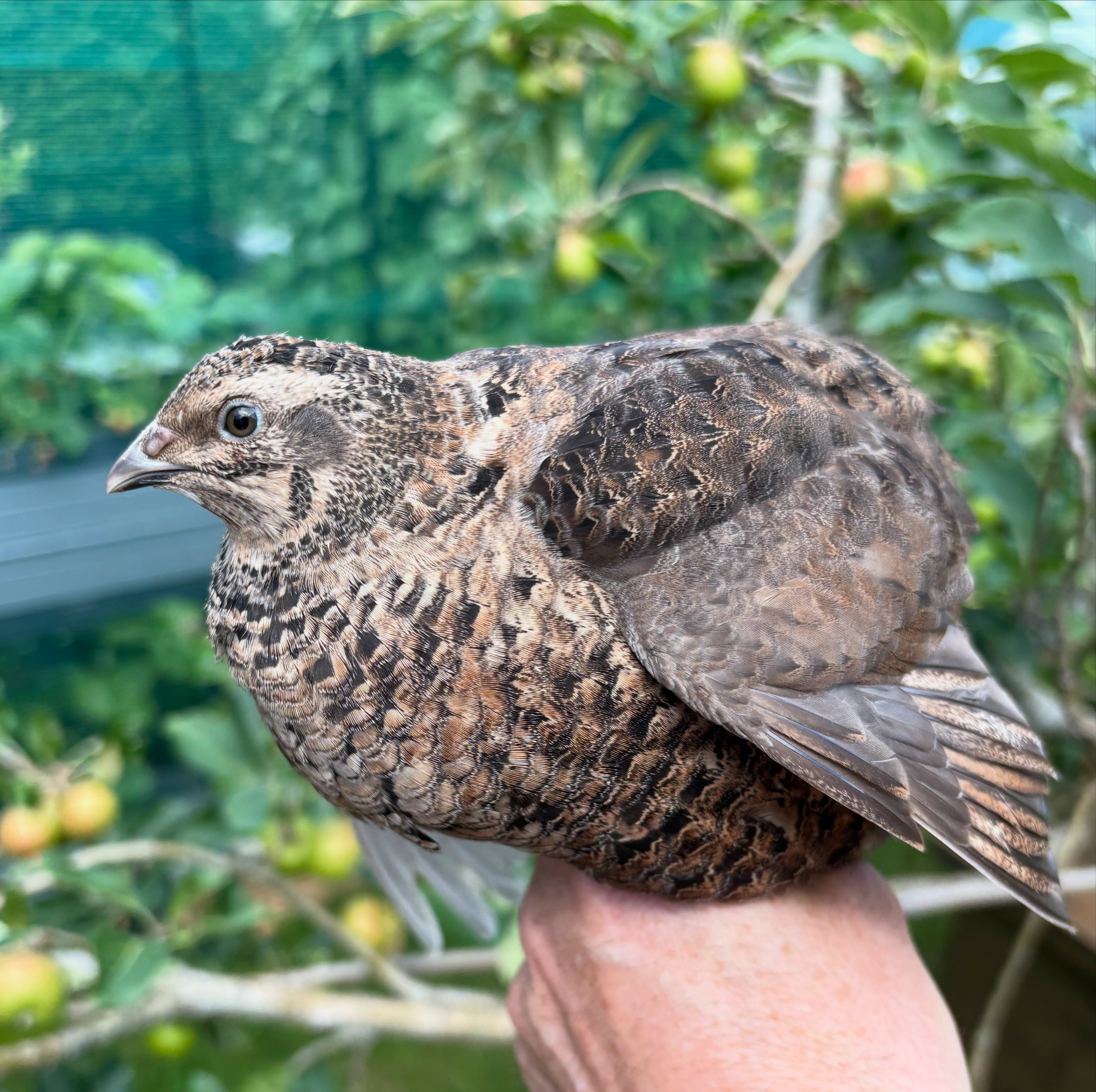 Grau Fee/Myrle/Black Coturnix Quail Hatching Eggs x12