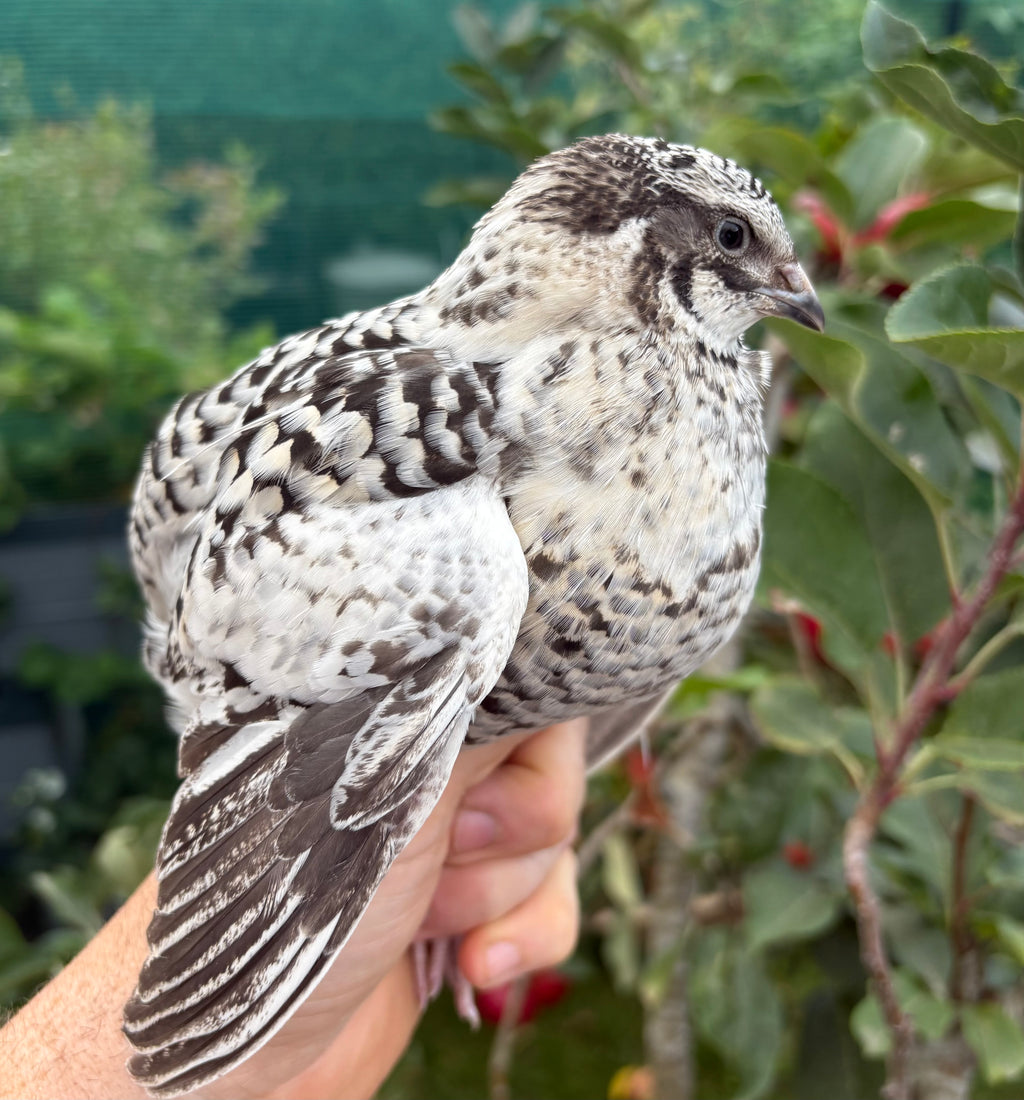 German Pansy/Pansy Fee Coturnix Quail Hatching Eggs x12