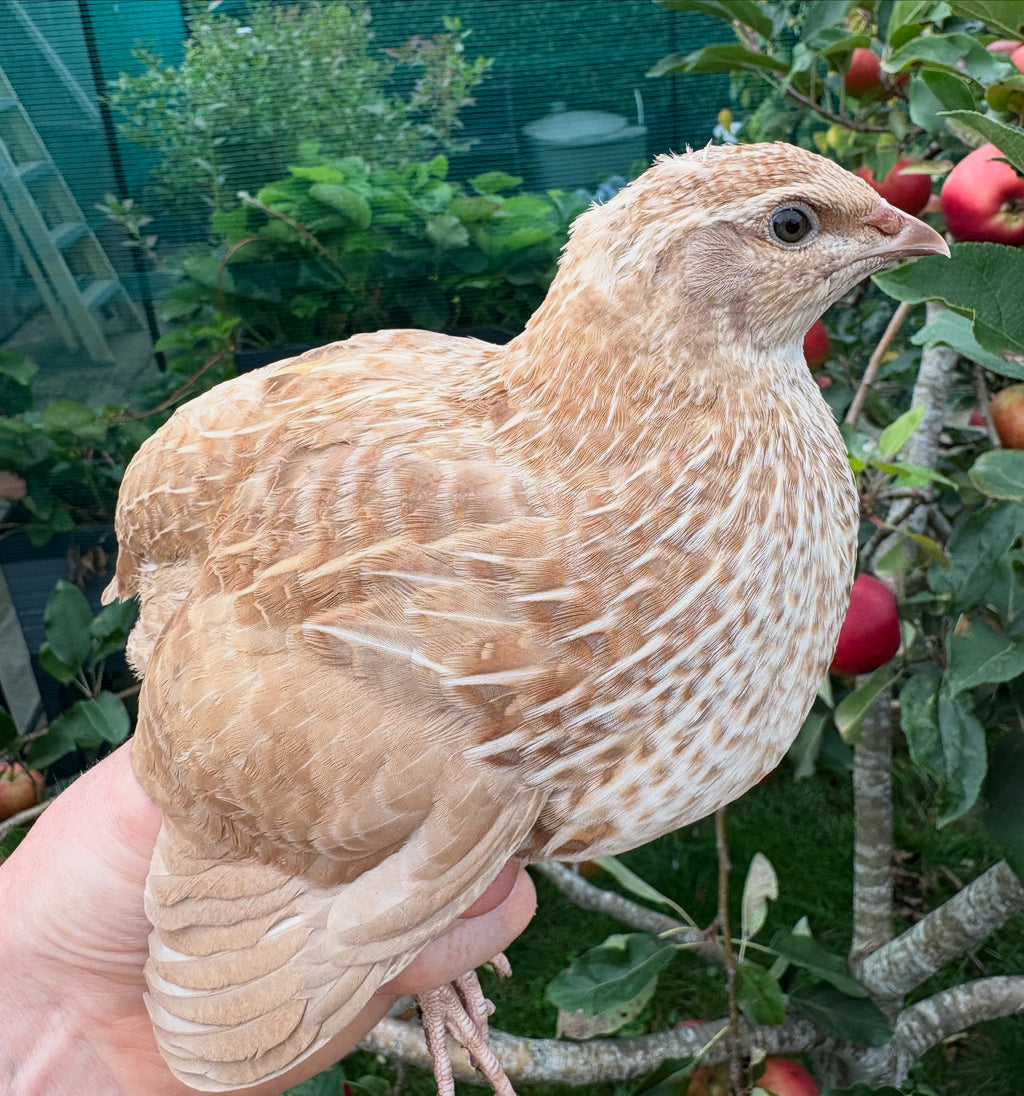 Ginger Coturnix Quail Hatching Eggs x24
