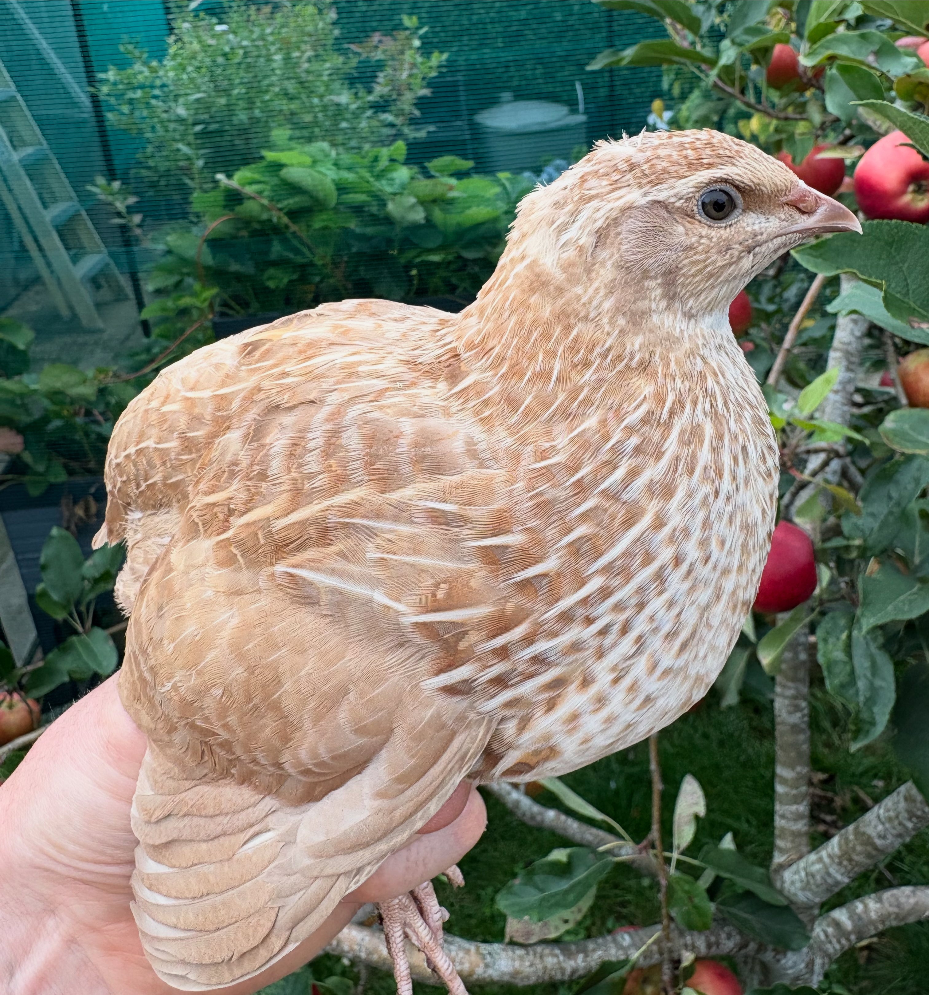 Ginger Coturnix Quail Hatching Eggs x24