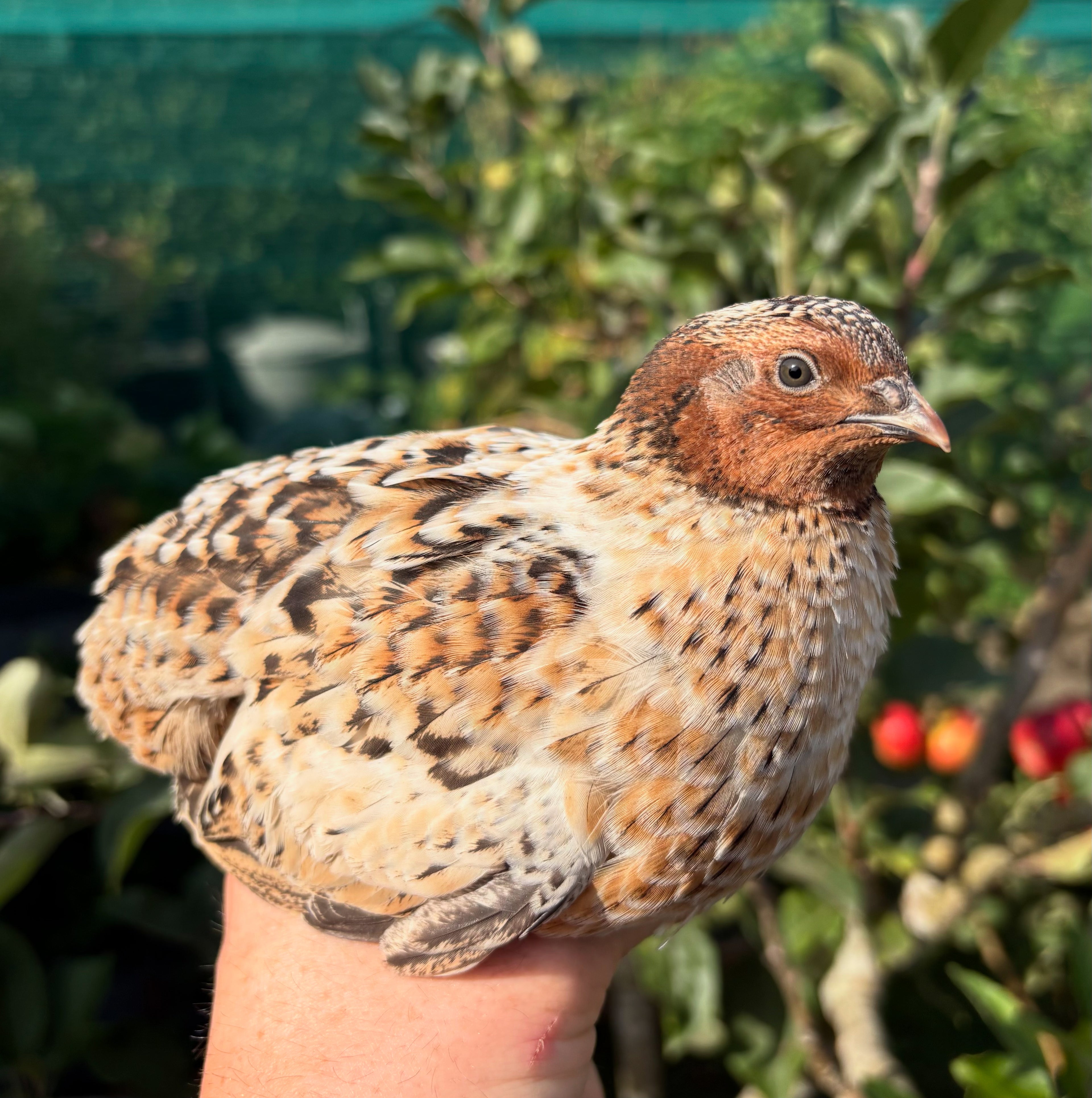German Pansy/Pansy Fee Coturnix Quail Hatching Eggs x12