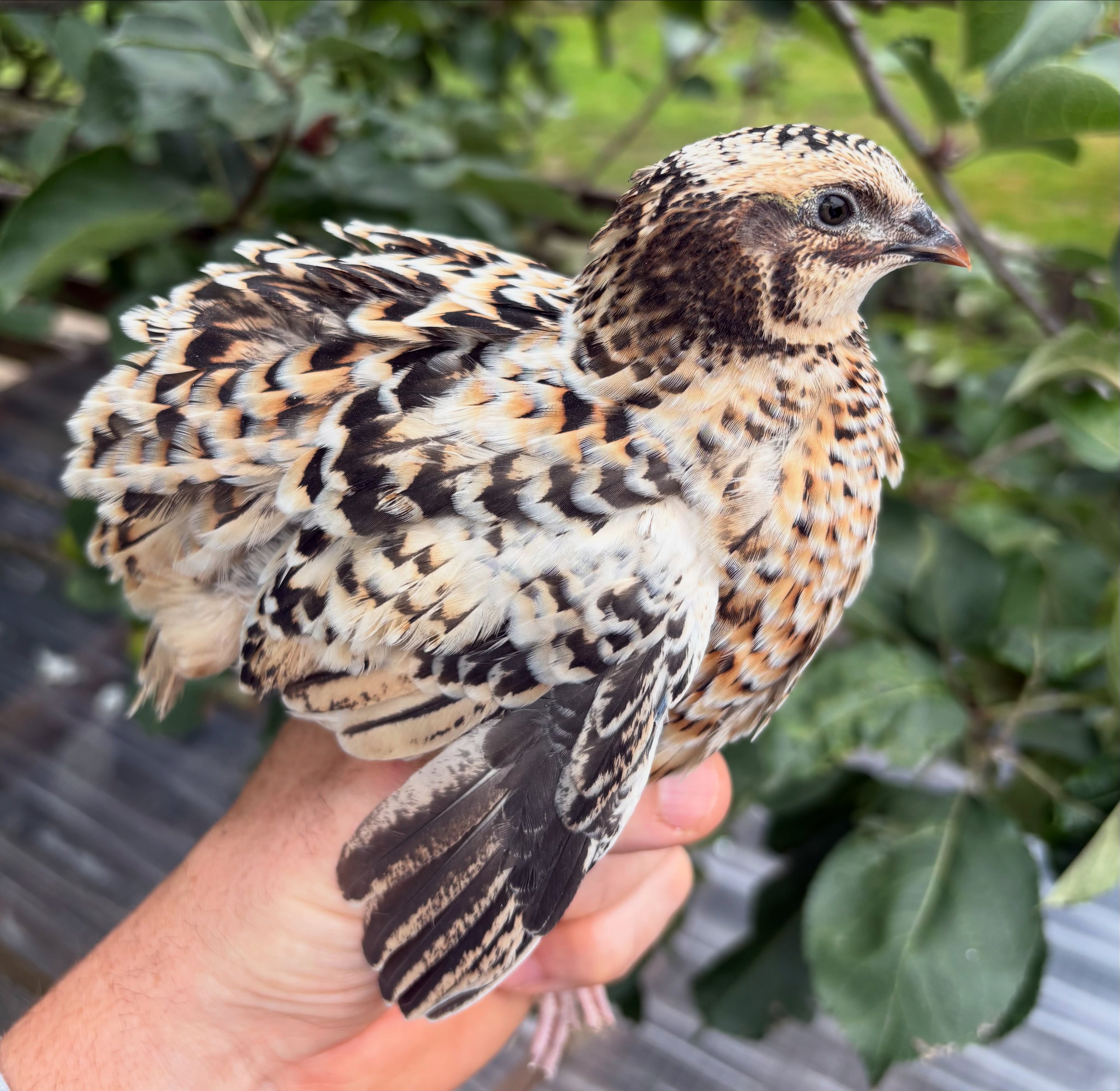 German Pansy/Pansy Fee Coturnix Quail Hatching Eggs x12
