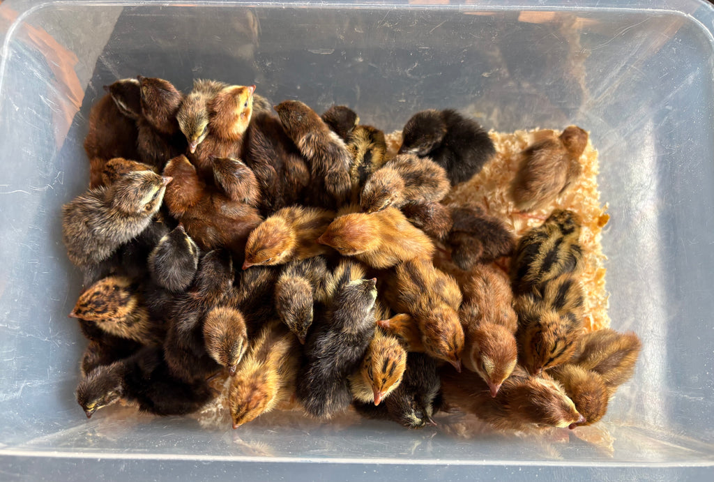 Sex-Linked at Hatch Coturnix Quail Hatching Eggs x24