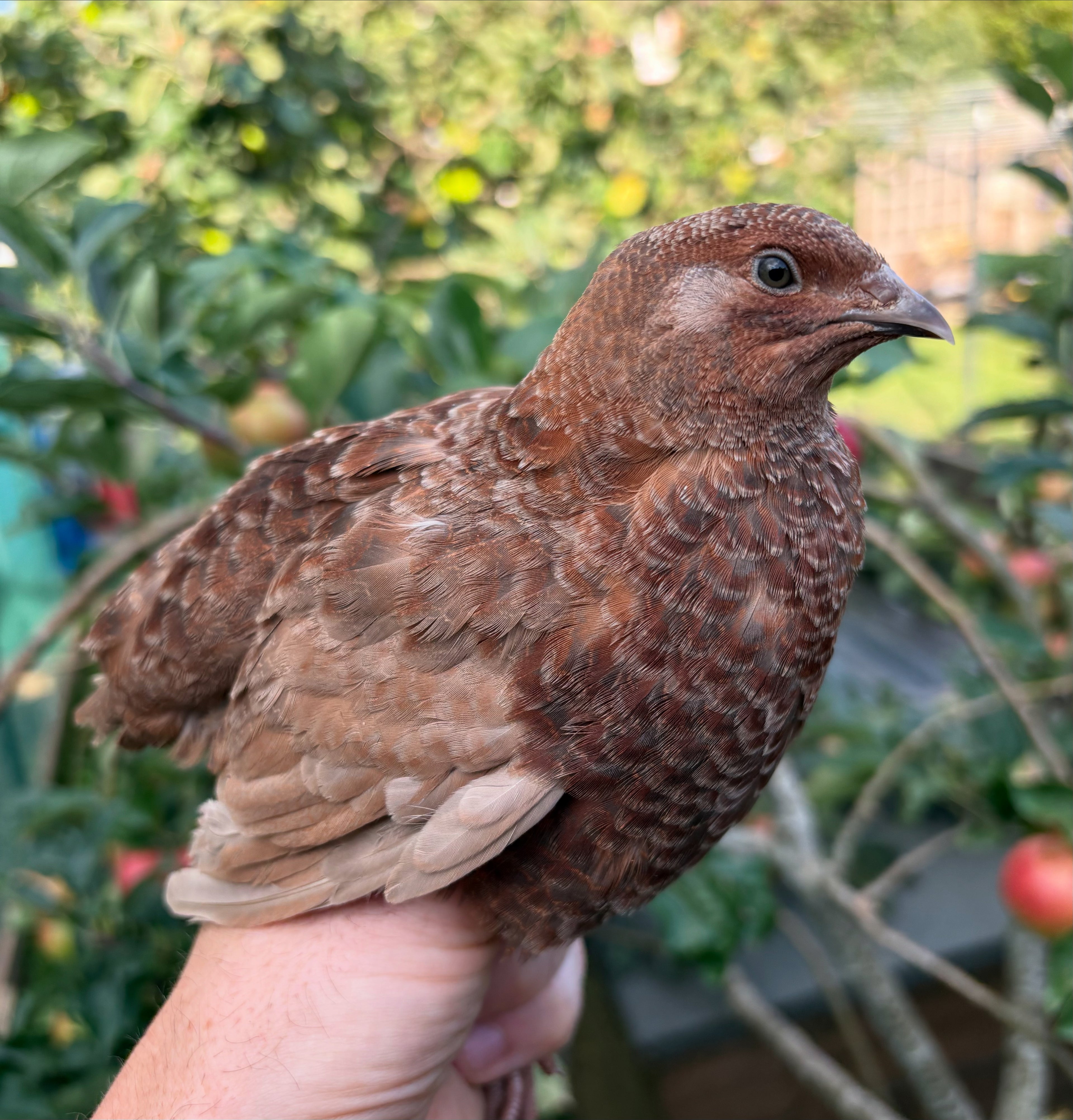 Mixed Celadon Coturnix Quail Hatching Eggs x12