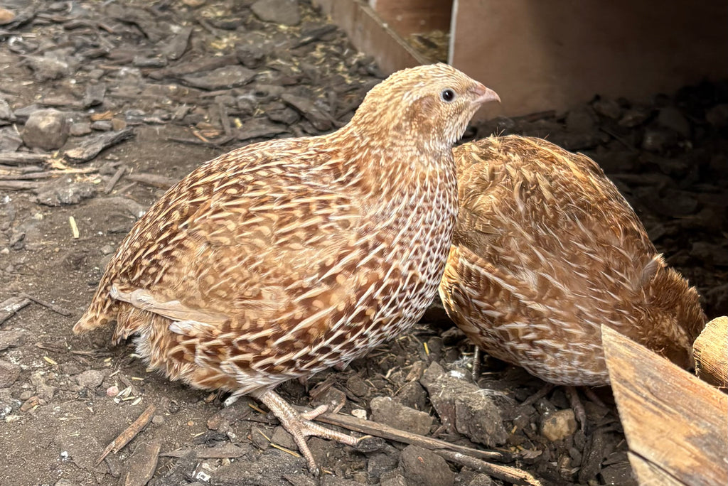 Ginger Coturnix Quail Hatching Eggs x24