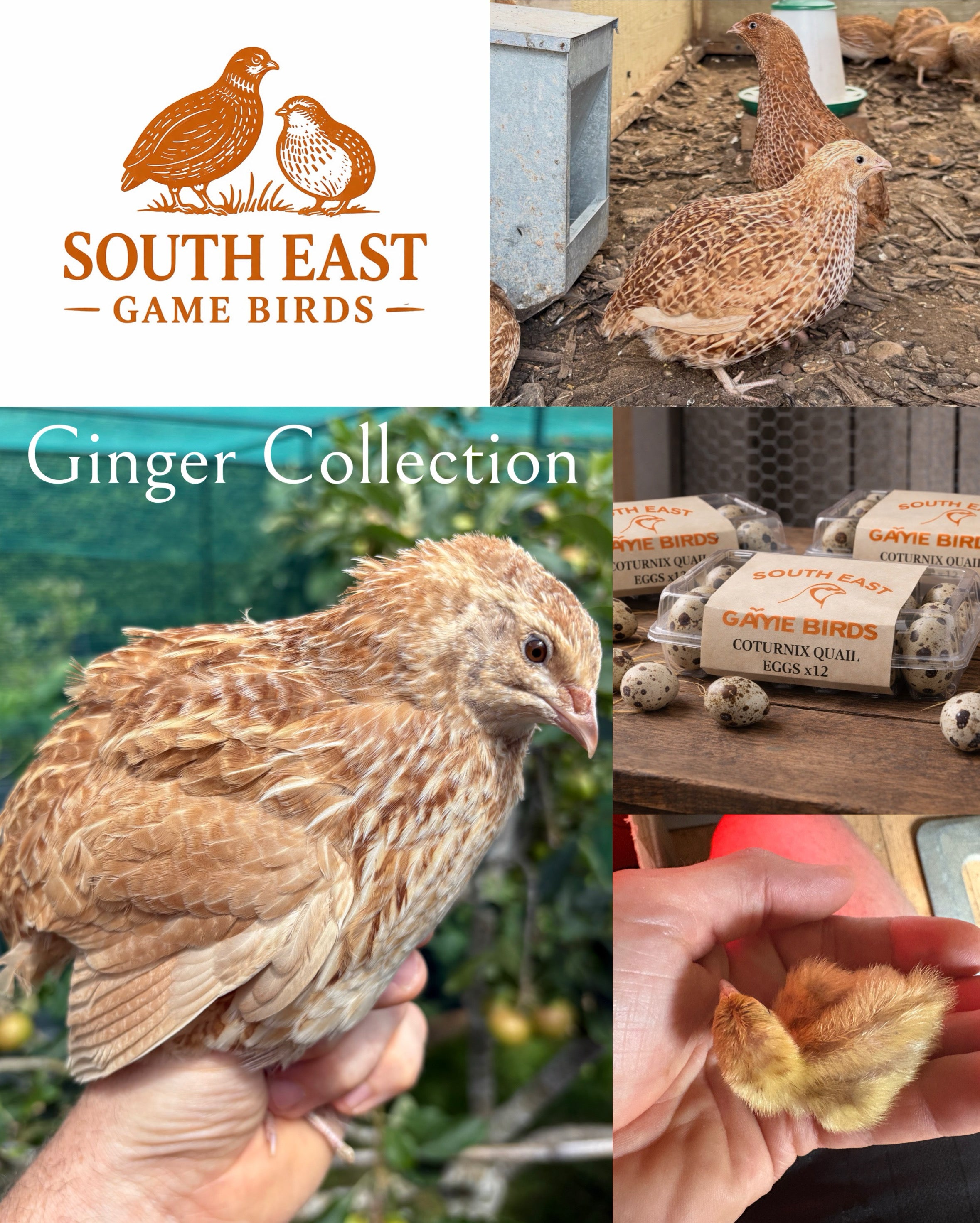 Ginger Coturnix Quail Hatching Eggs x24
