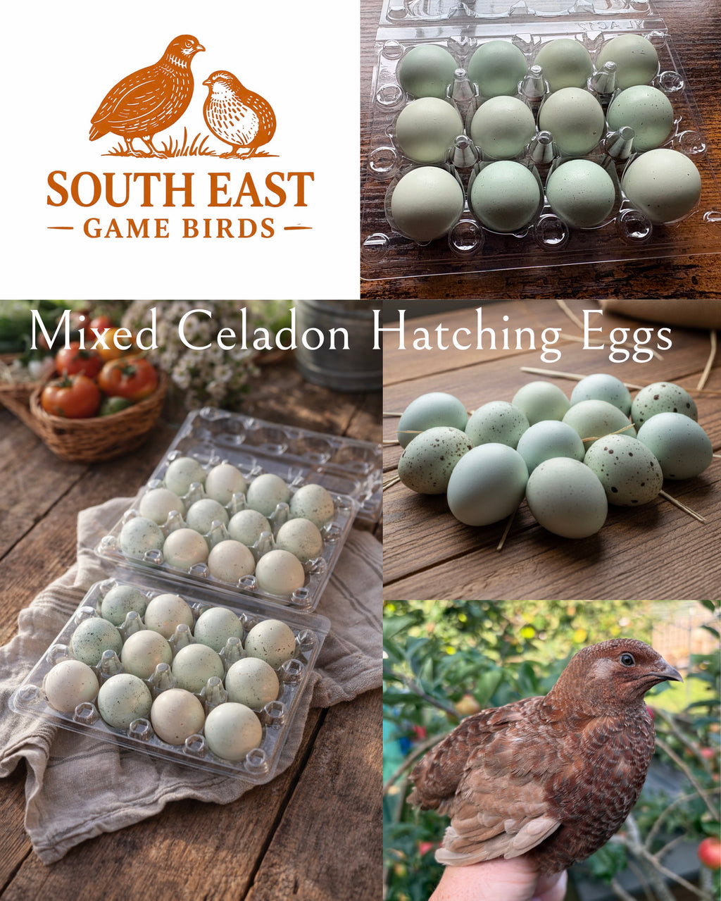 Mixed Celadon Coturnix Quail Hatching Eggs x12