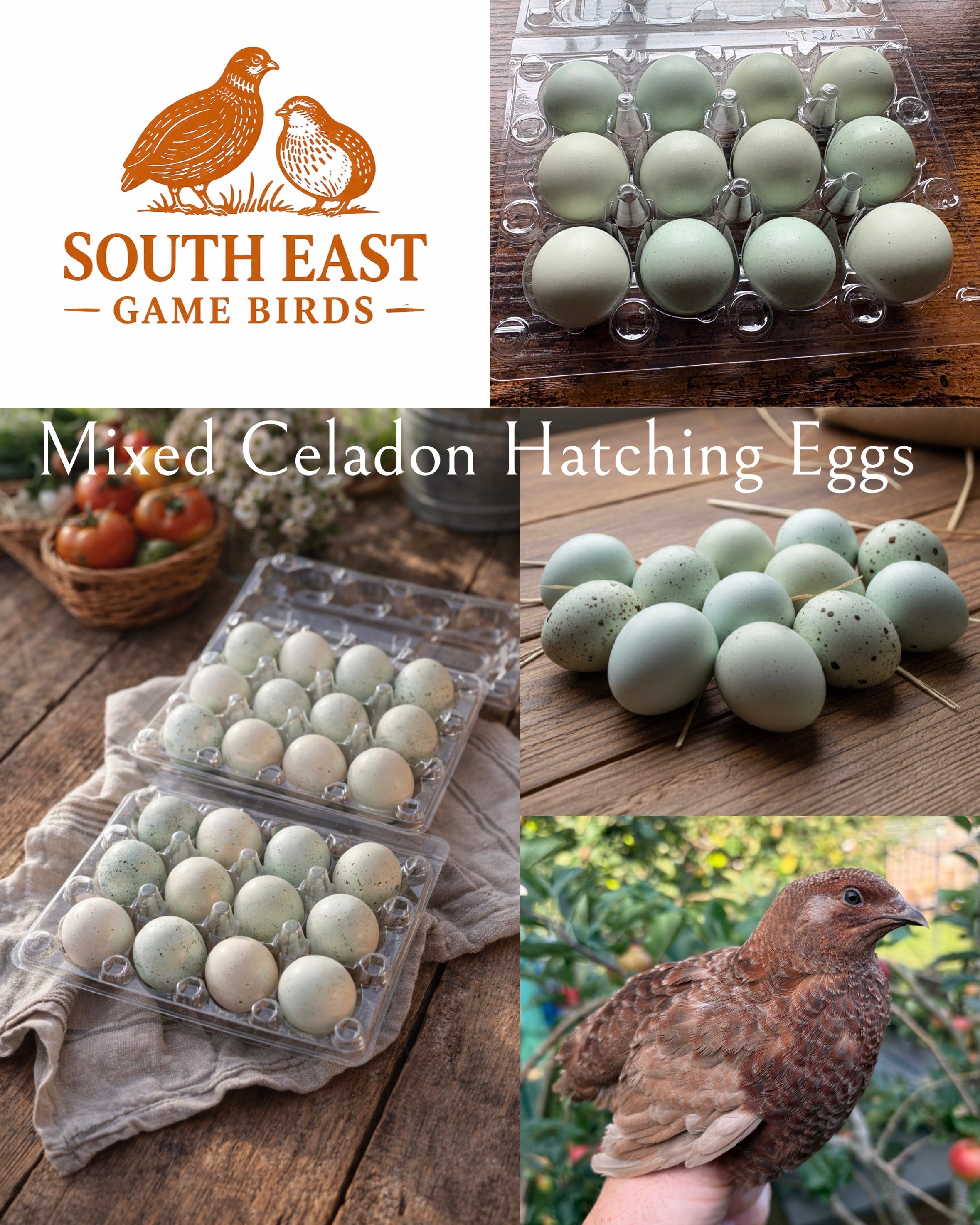 Mixed Celadon Coturnix Quail Hatching Eggs x12