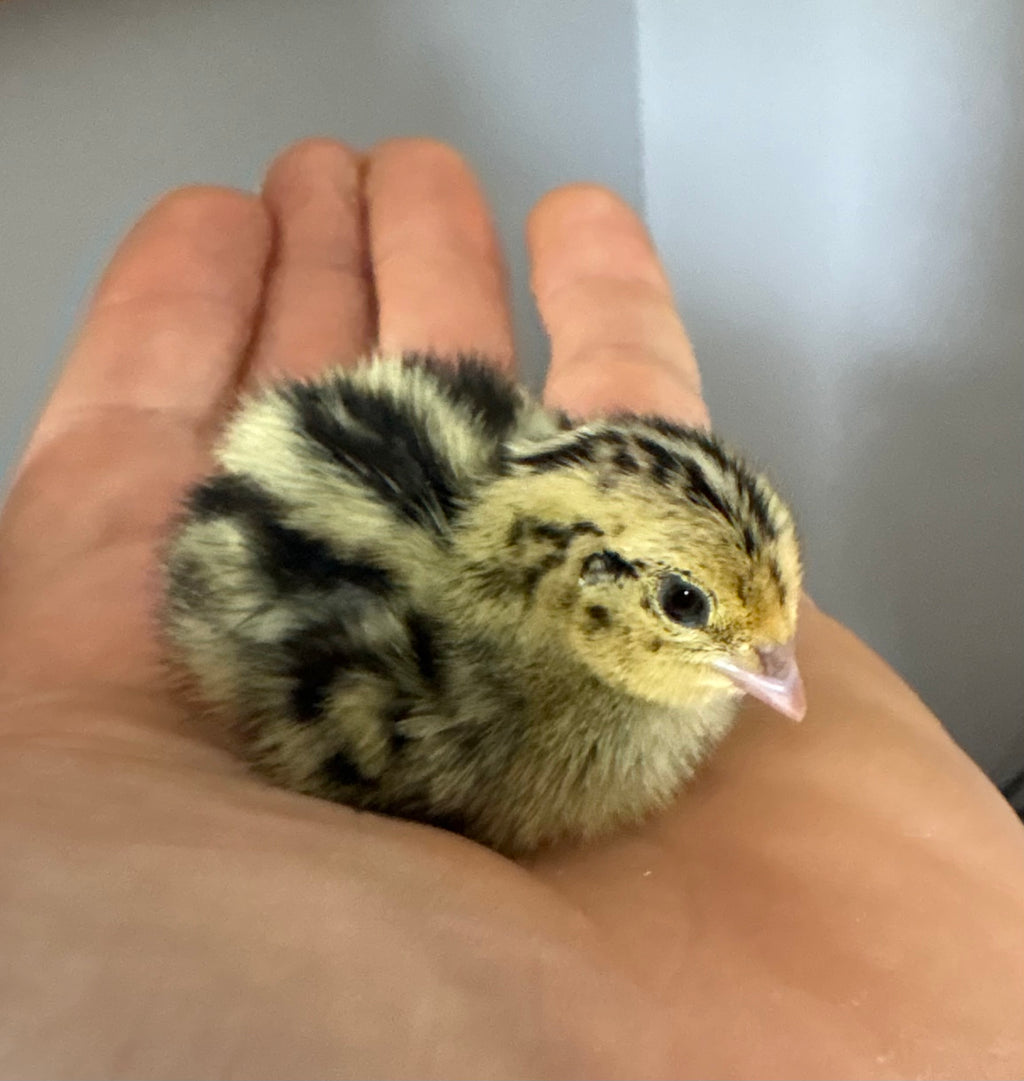 Falb Fee Coturniux Quail Hatching Eggs x12