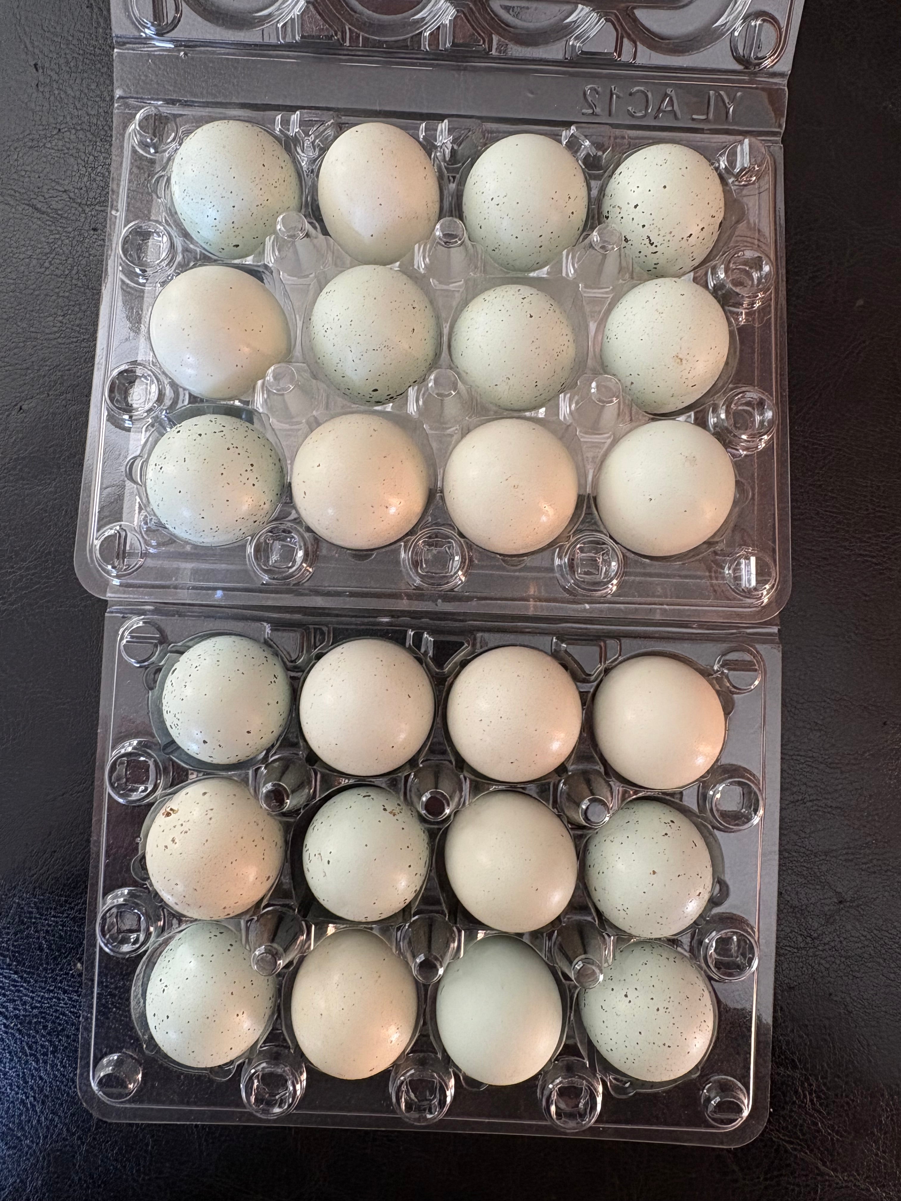 Mixed Celadon Coturnix Quail Hatching Eggs x24