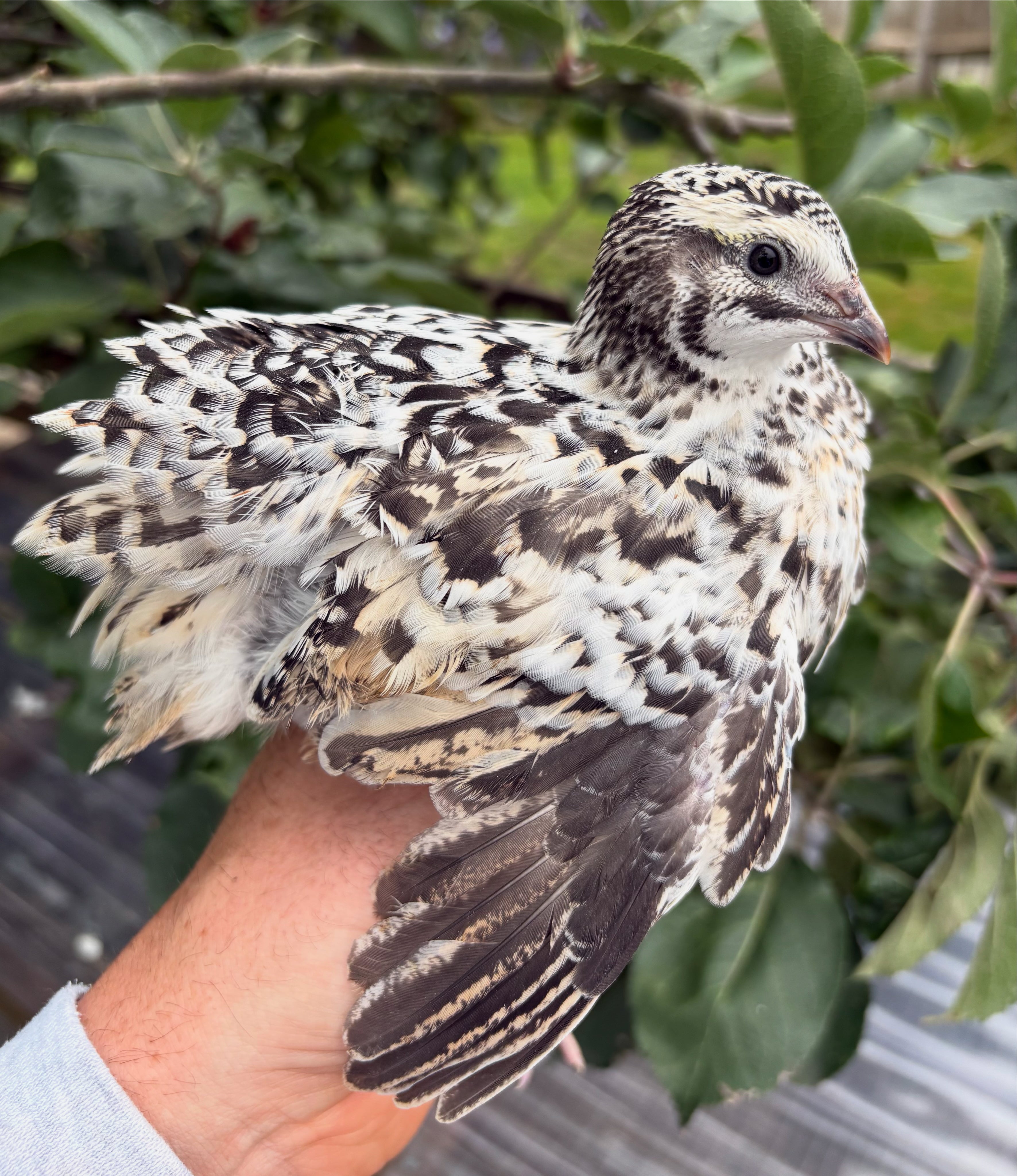 German Pansy/Pansy Fee Coturnix Quail Hatching Eggs x12