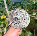 Falb Fee Coturnix Quail Hatching Eggs x24