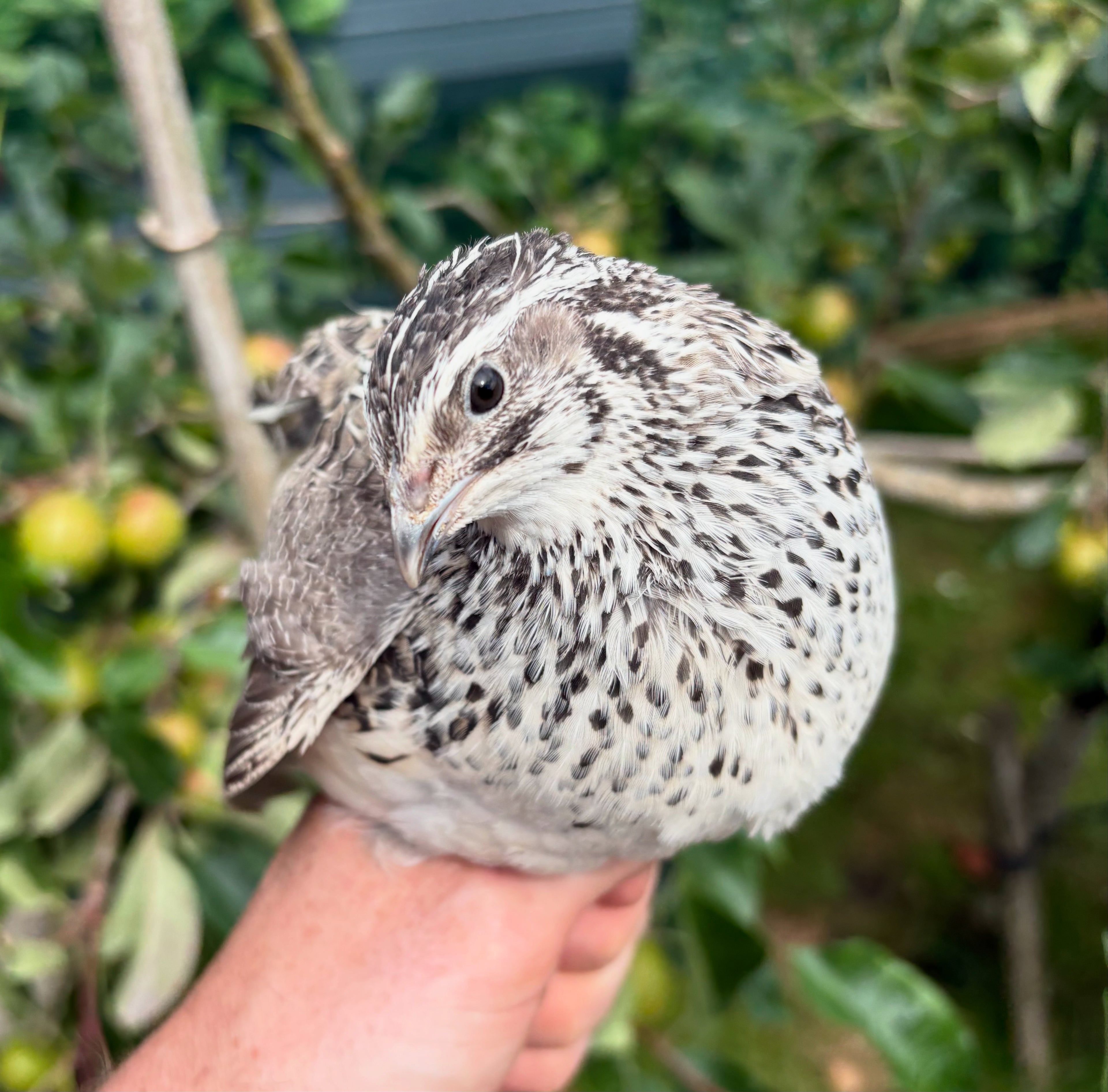 Falb Fee Coturniux Quail Hatching Eggs x12