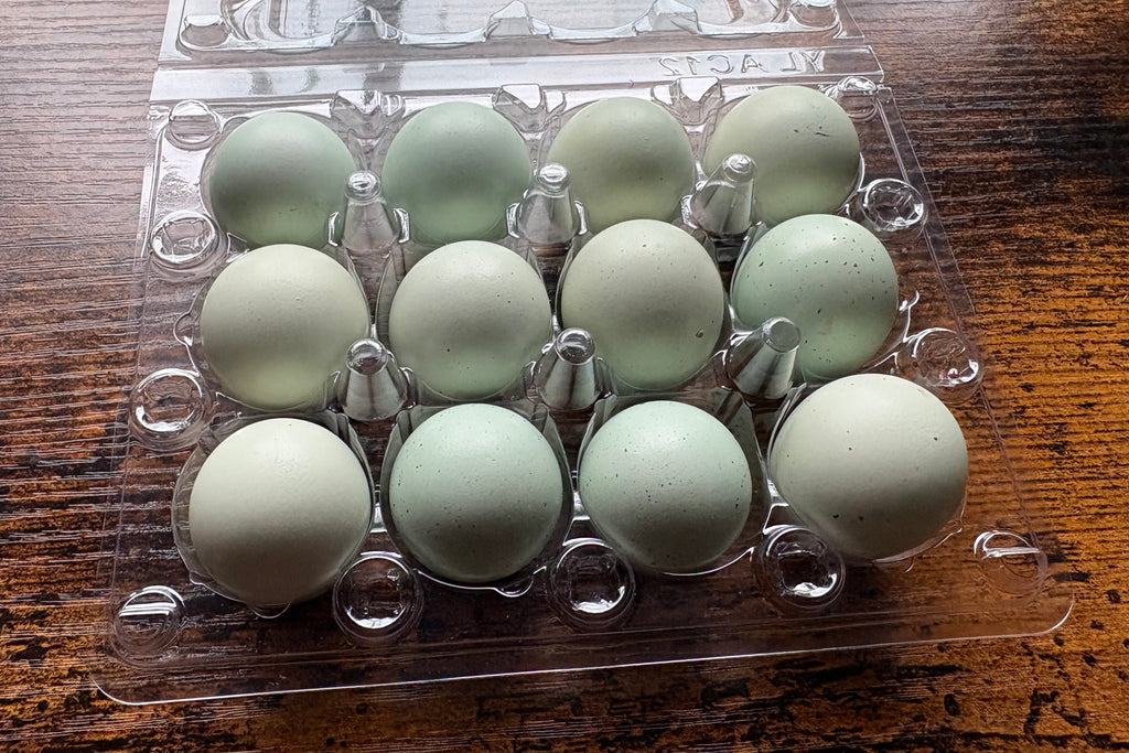 Mixed Celadon Coturnix Quail Hatching Eggs x12