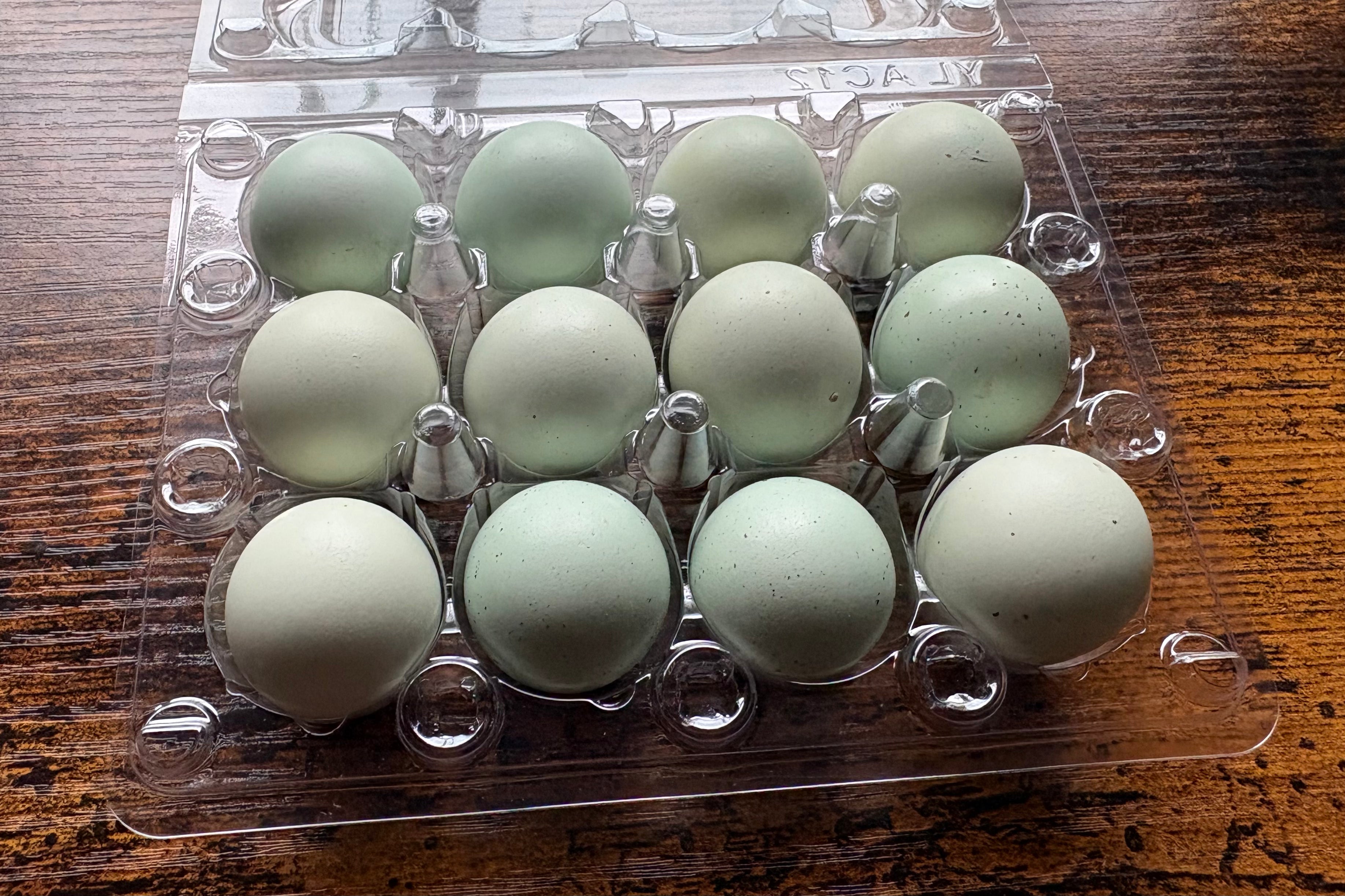 Mixed Celadon Coturnix Quail Hatching Eggs x12