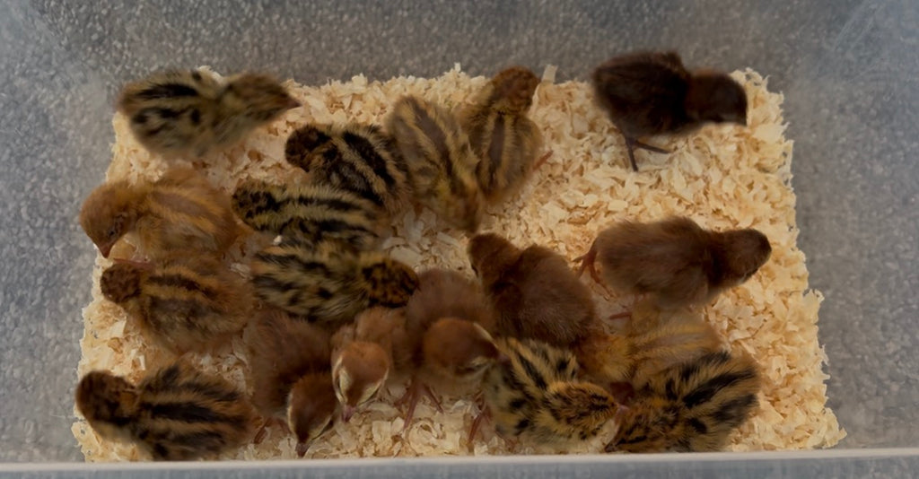 Sex-Linked at Hatch Coturnix Quail Hatching Eggs x24