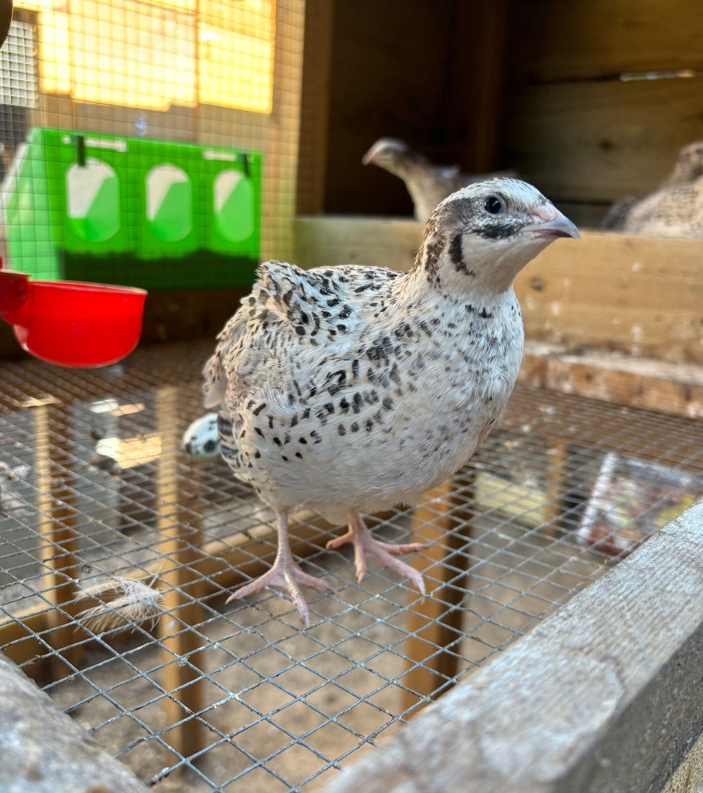 Pearl Fee & Pearl Fee Sparkly Hatching Eggs