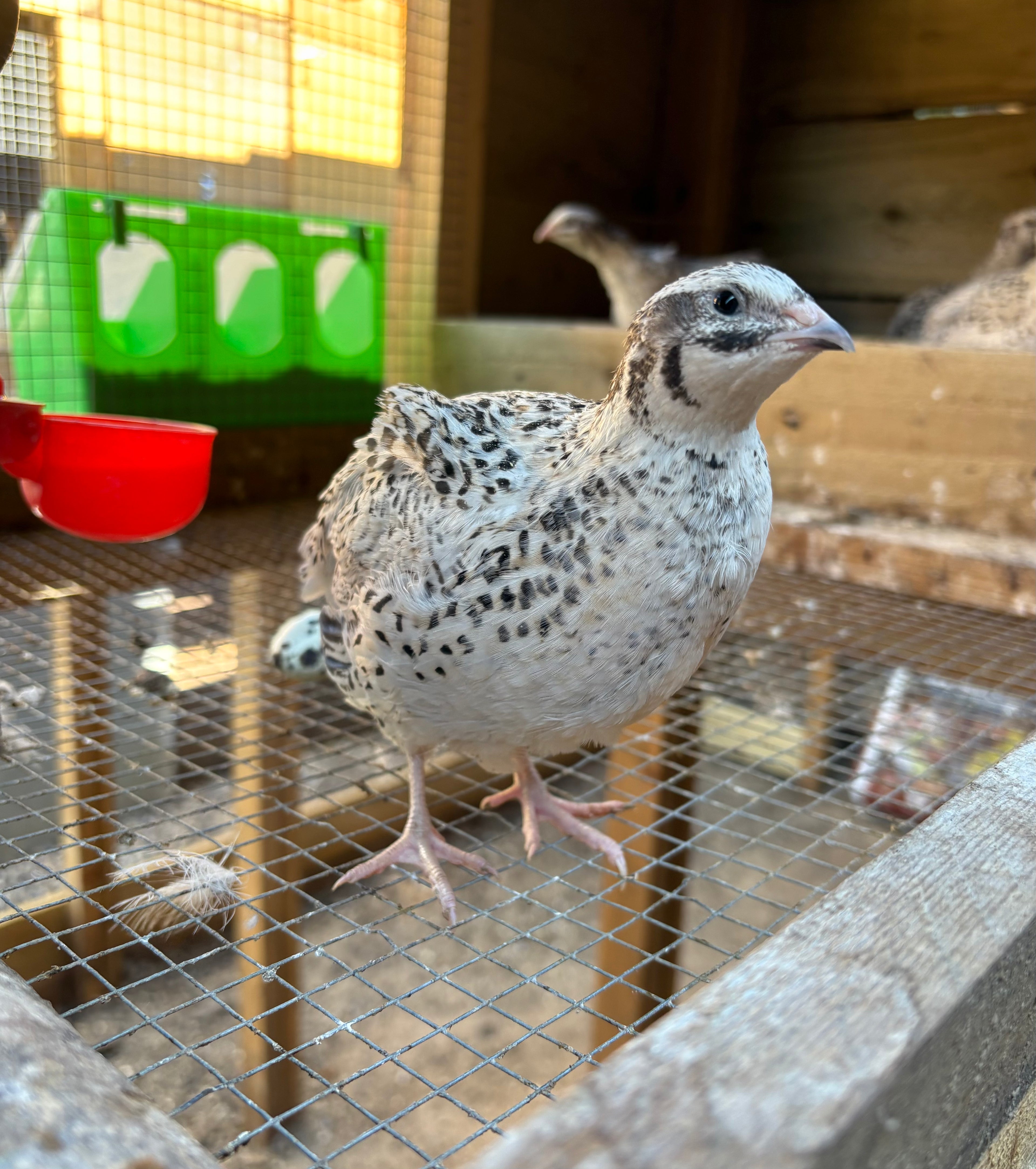 Pearl Fee & Pearl Fee Sparkly Hatching Eggs