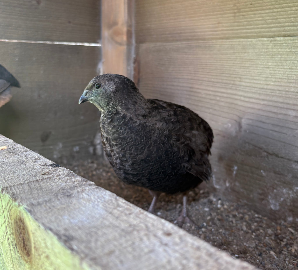 Black Coturnix Quail Hatching Eggs