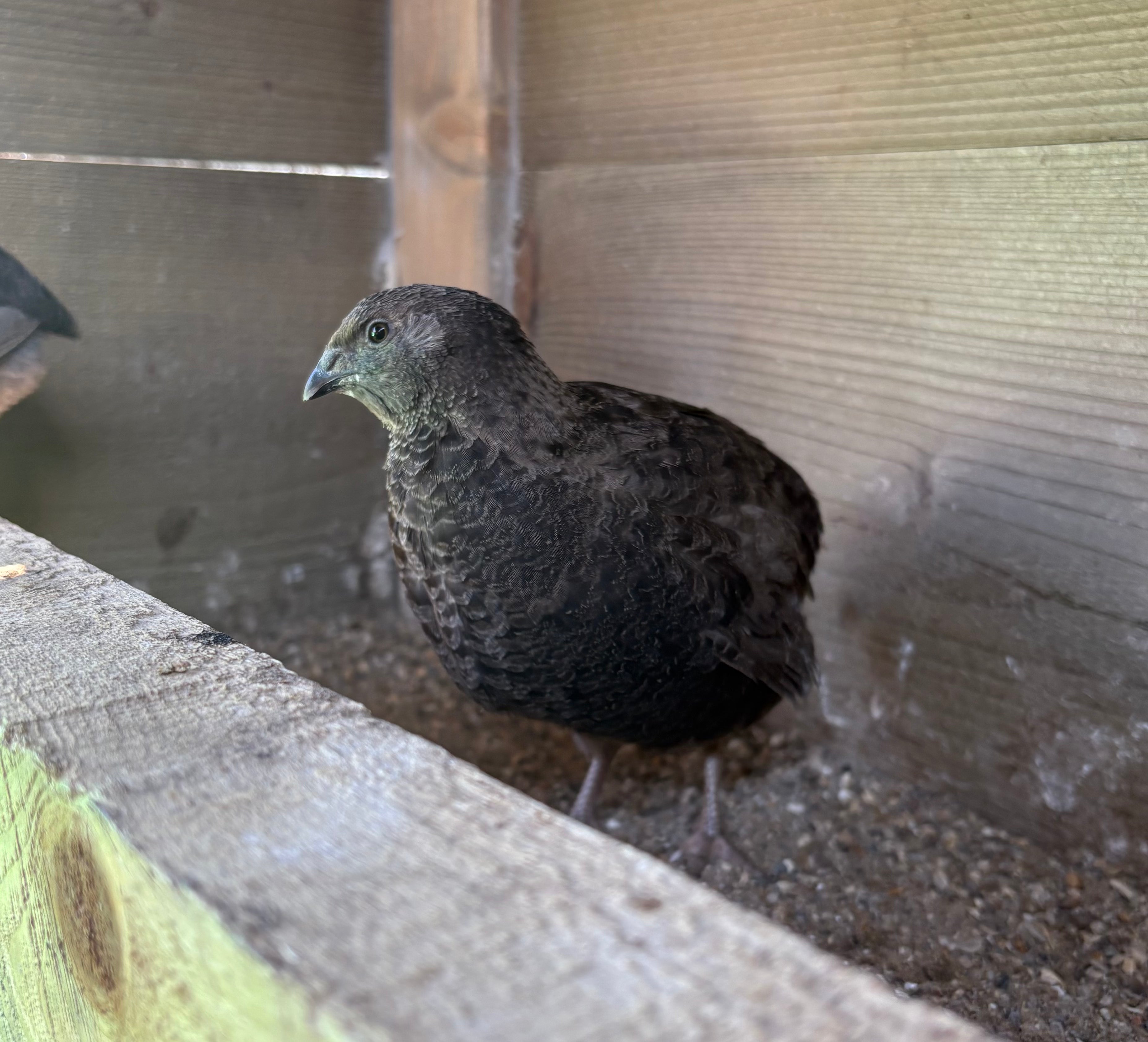 Black Coturnix Quail Hatching Eggs