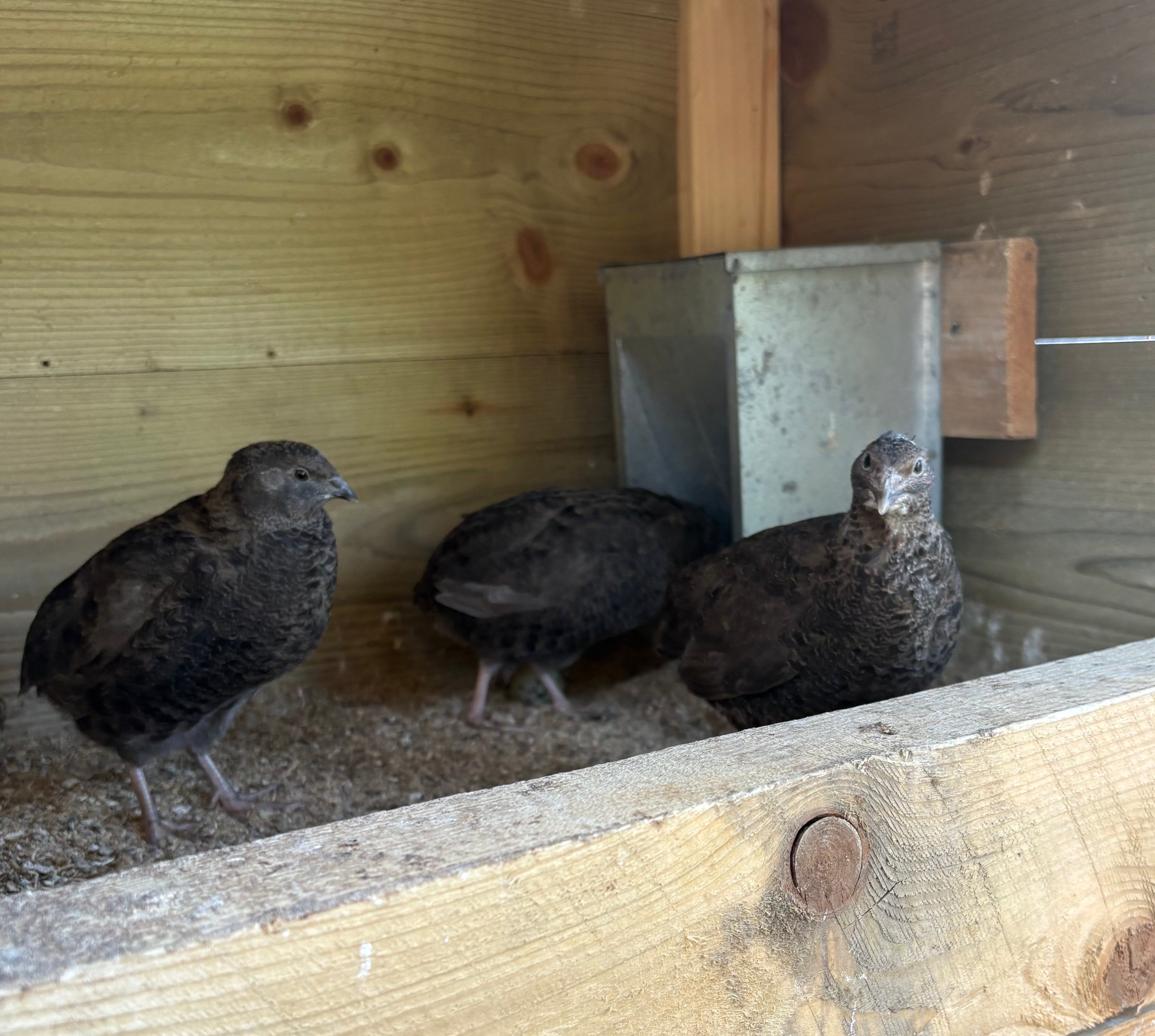 Black Coturnix Quail Hatching Eggs