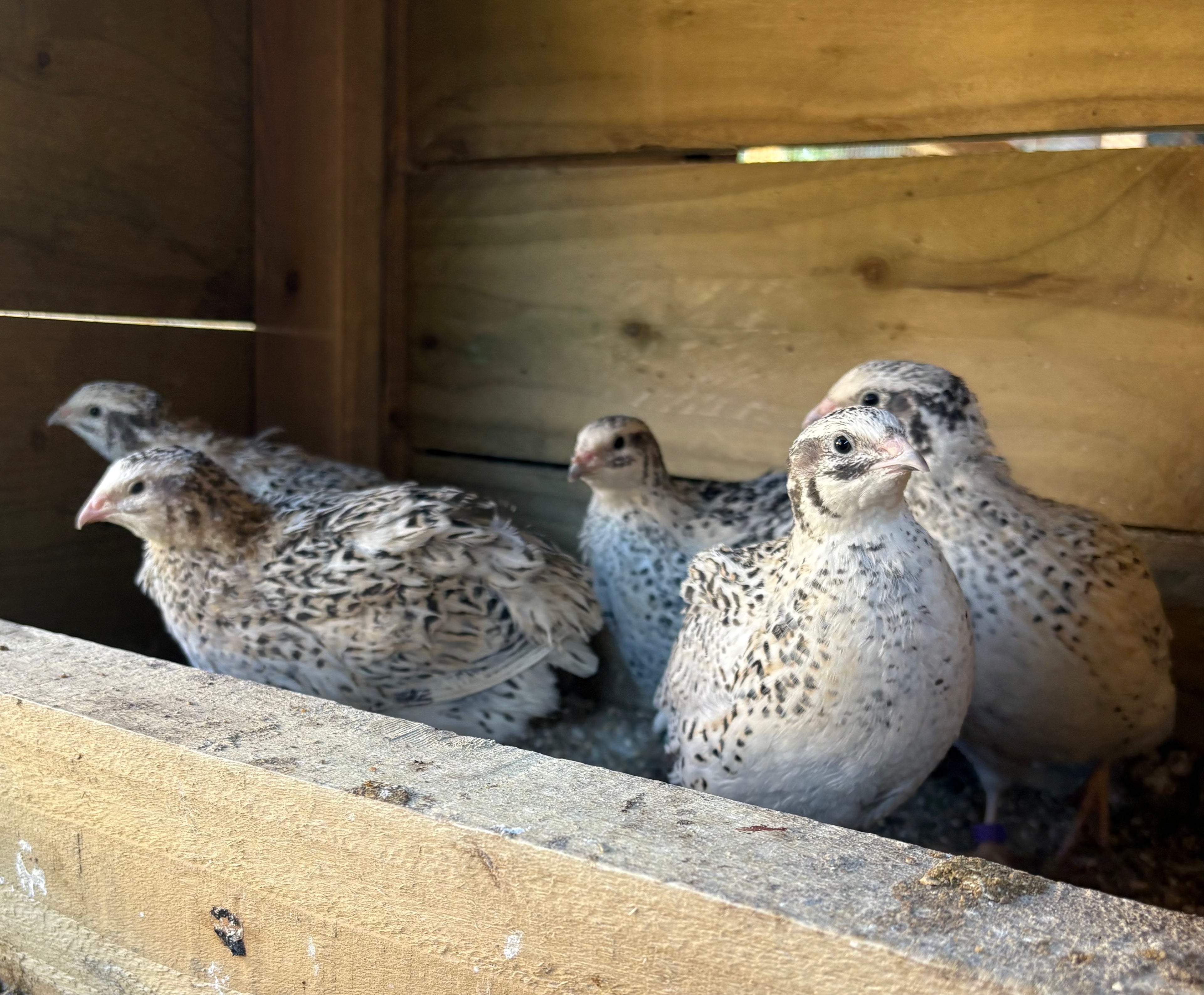 Pearl Fee & Pearl Fee Sparkly Hatching Eggs
