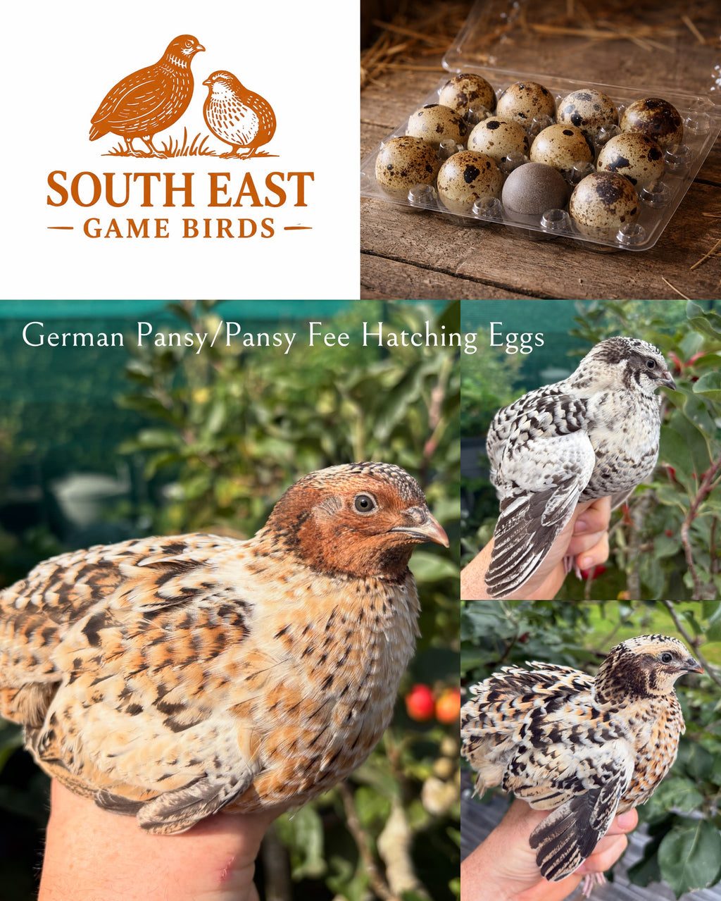 German Pansy/Pansy Fee Coturnix Quail Hatching Eggs x12