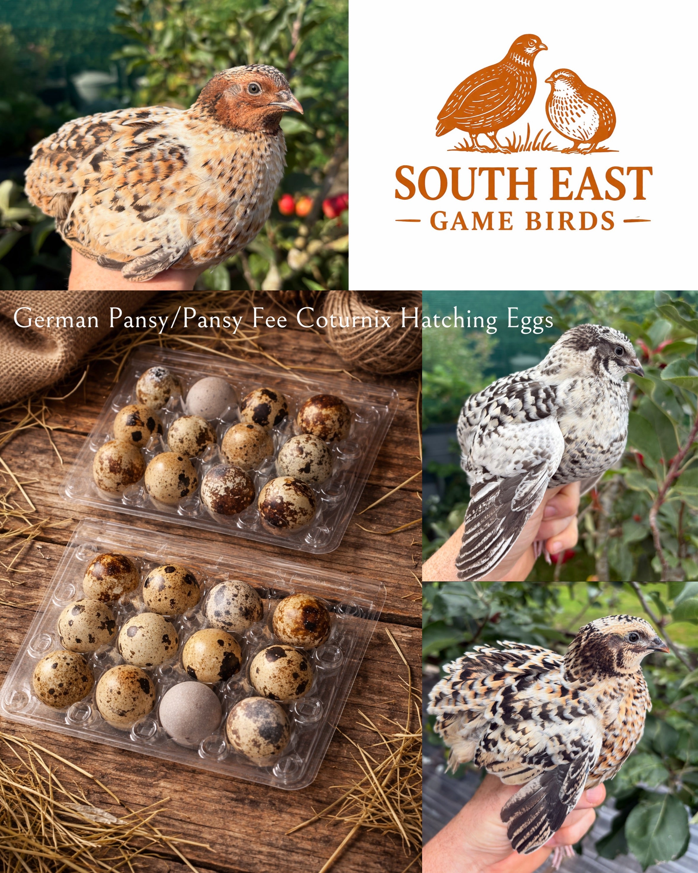 German Pansy/Pansy Fee Coturnix Quail Hatching Eggs x24