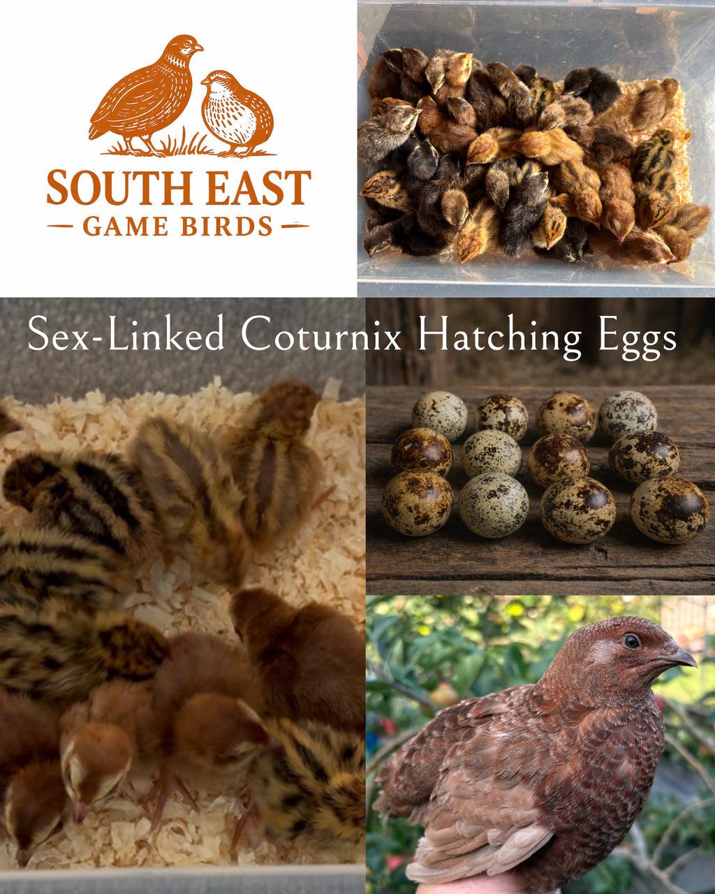 Sex-Linked at Hatch Coturnix Quail Hatching Eggs x12