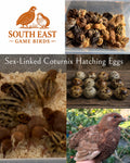 Sex-Linked at Hatch Coturnix Quail Hatching Eggs x12