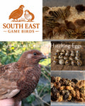Sex-Linked at Hatch Coturnix Quail Hatching Eggs x24