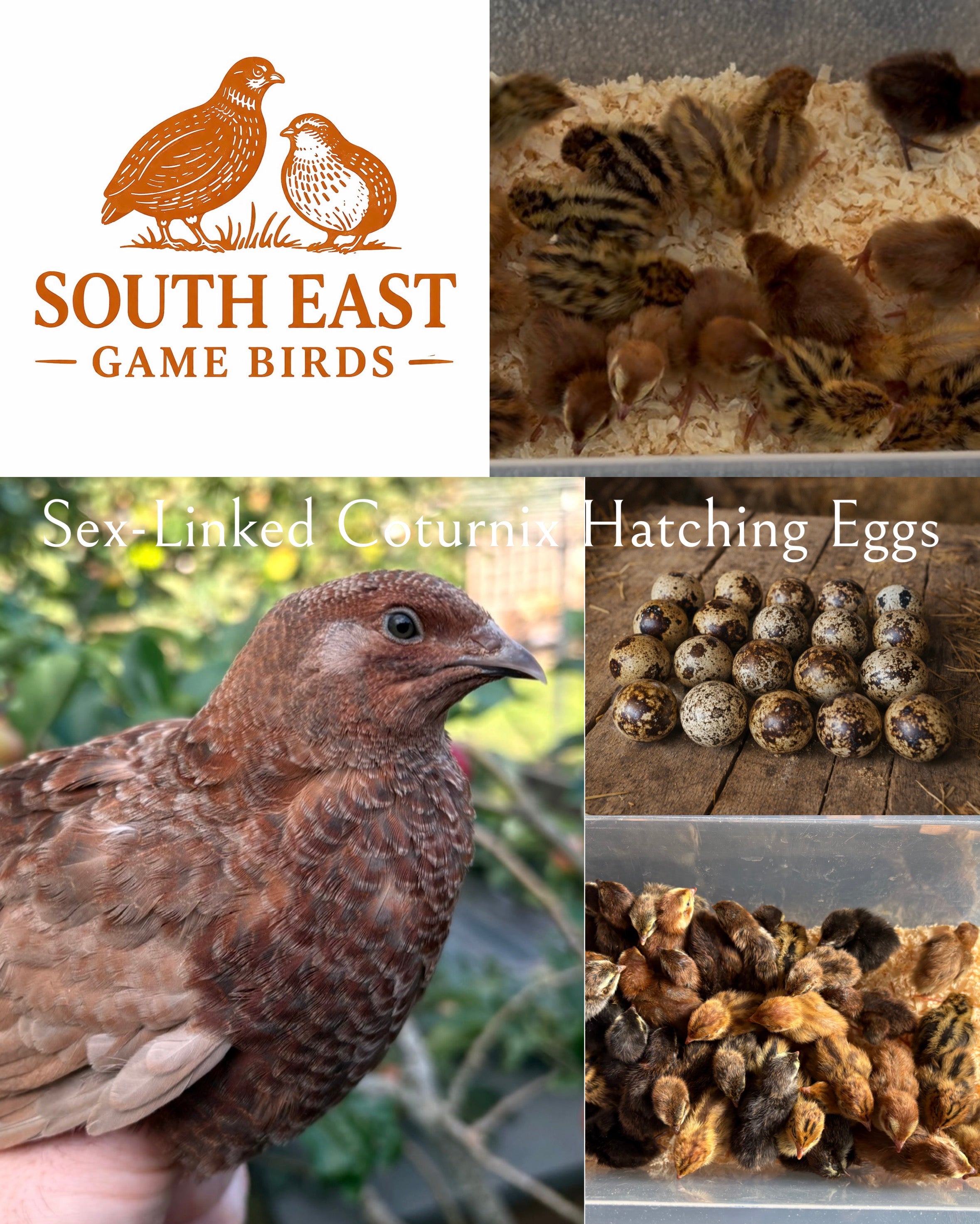 Sex-Linked at Hatch Coturnix Quail Hatching Eggs x24