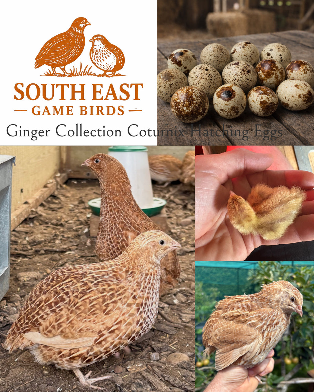 Ginger Coturnix Quail Hatching Eggs x12