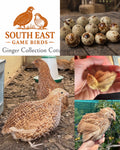 Ginger Coturnix Quail Hatching Eggs x12
