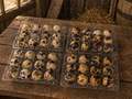Mixed Coturnix Quail Hatching Eggs x48