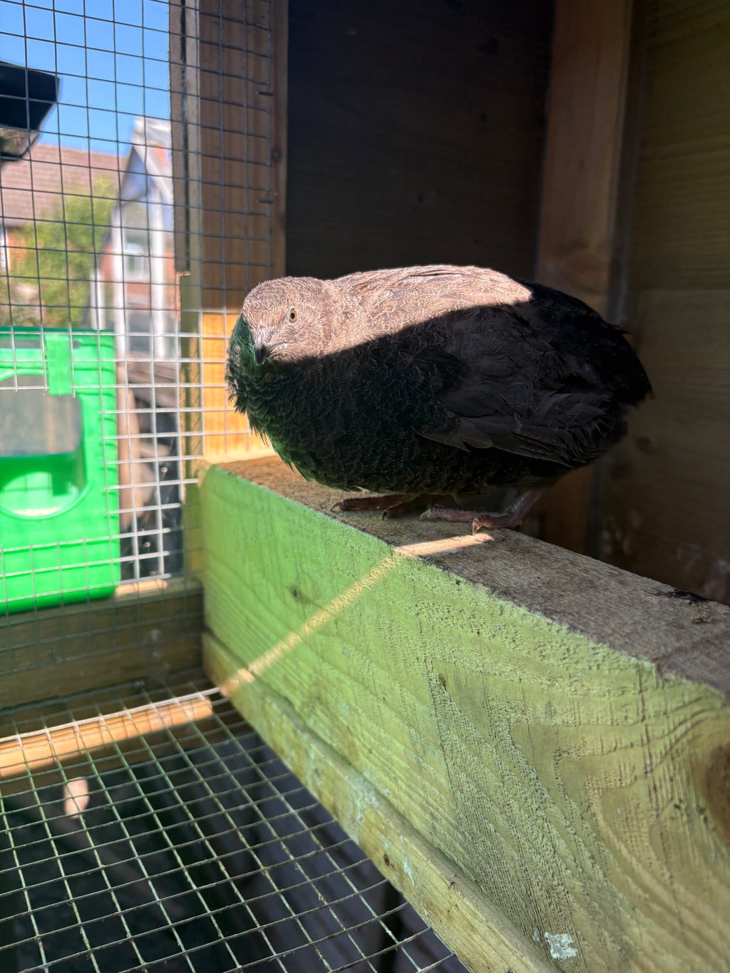 Black Coturnix Quail Hatching Eggs