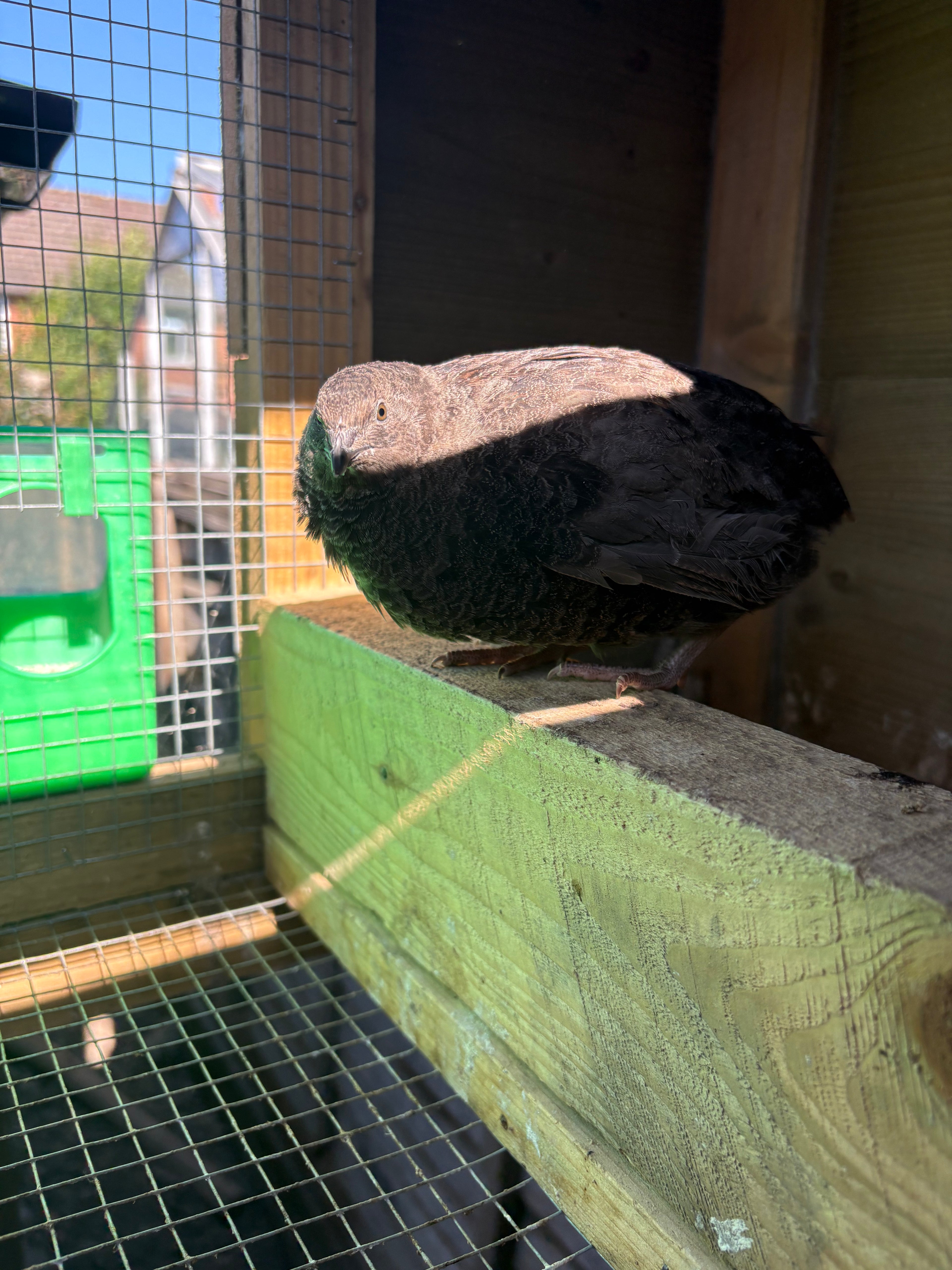 Black Coturnix Quail Hatching Eggs