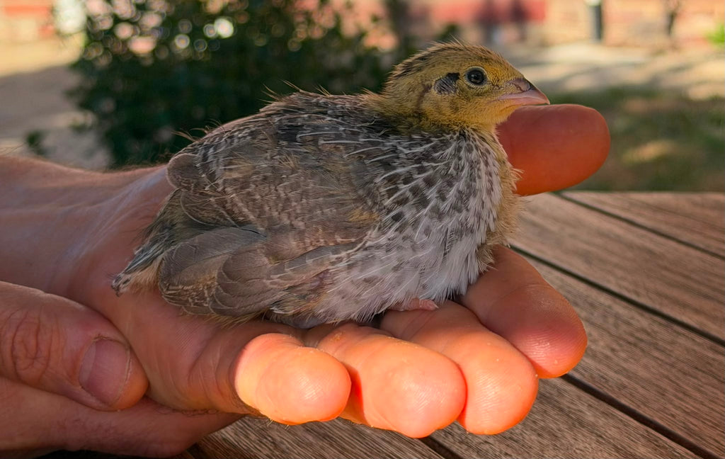Mixed Celadon Coturnix Quail Hatching Eggs